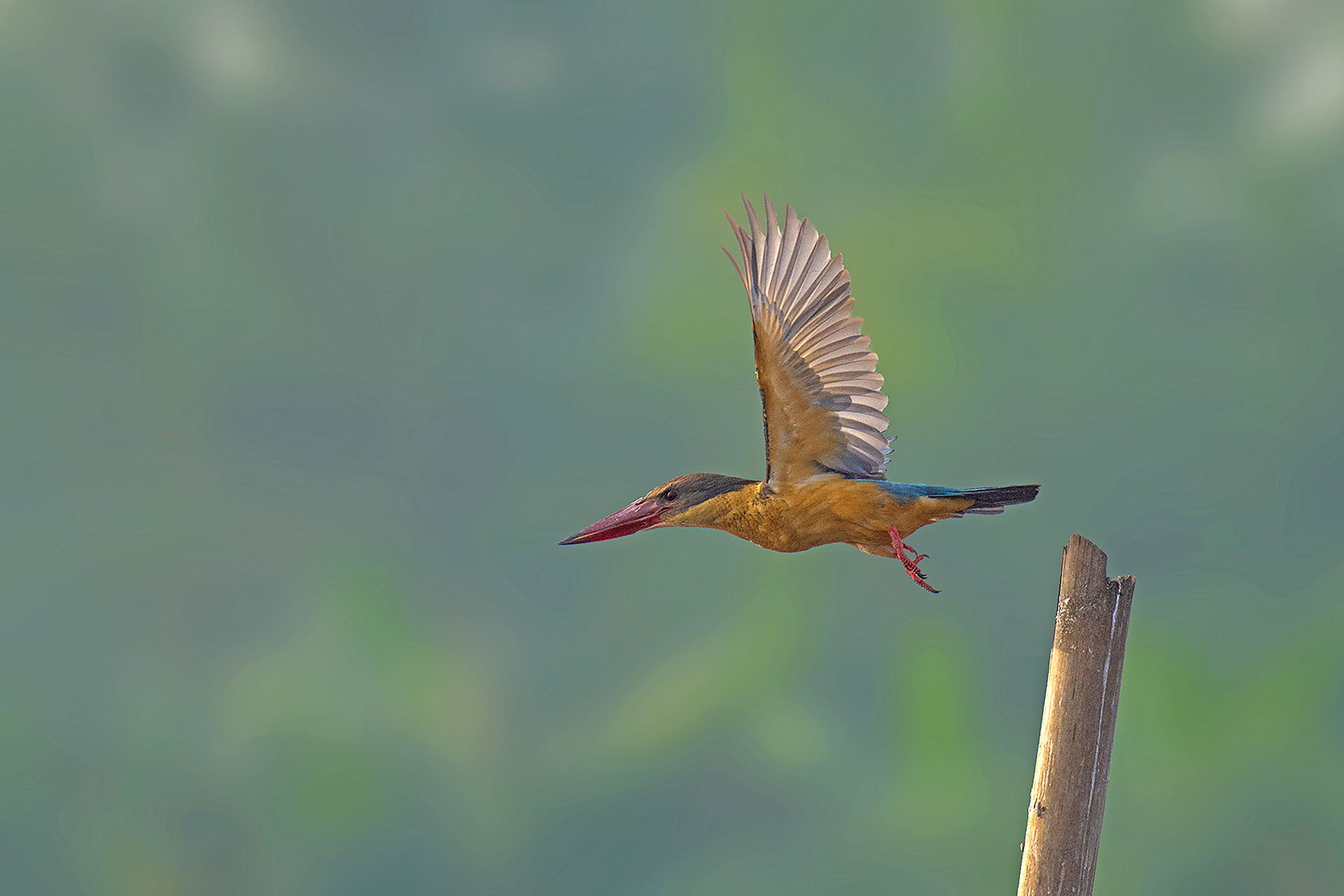 Stork-billed Kingfisher Pelargopsis capensis in Purbasthali wetland West Bengal