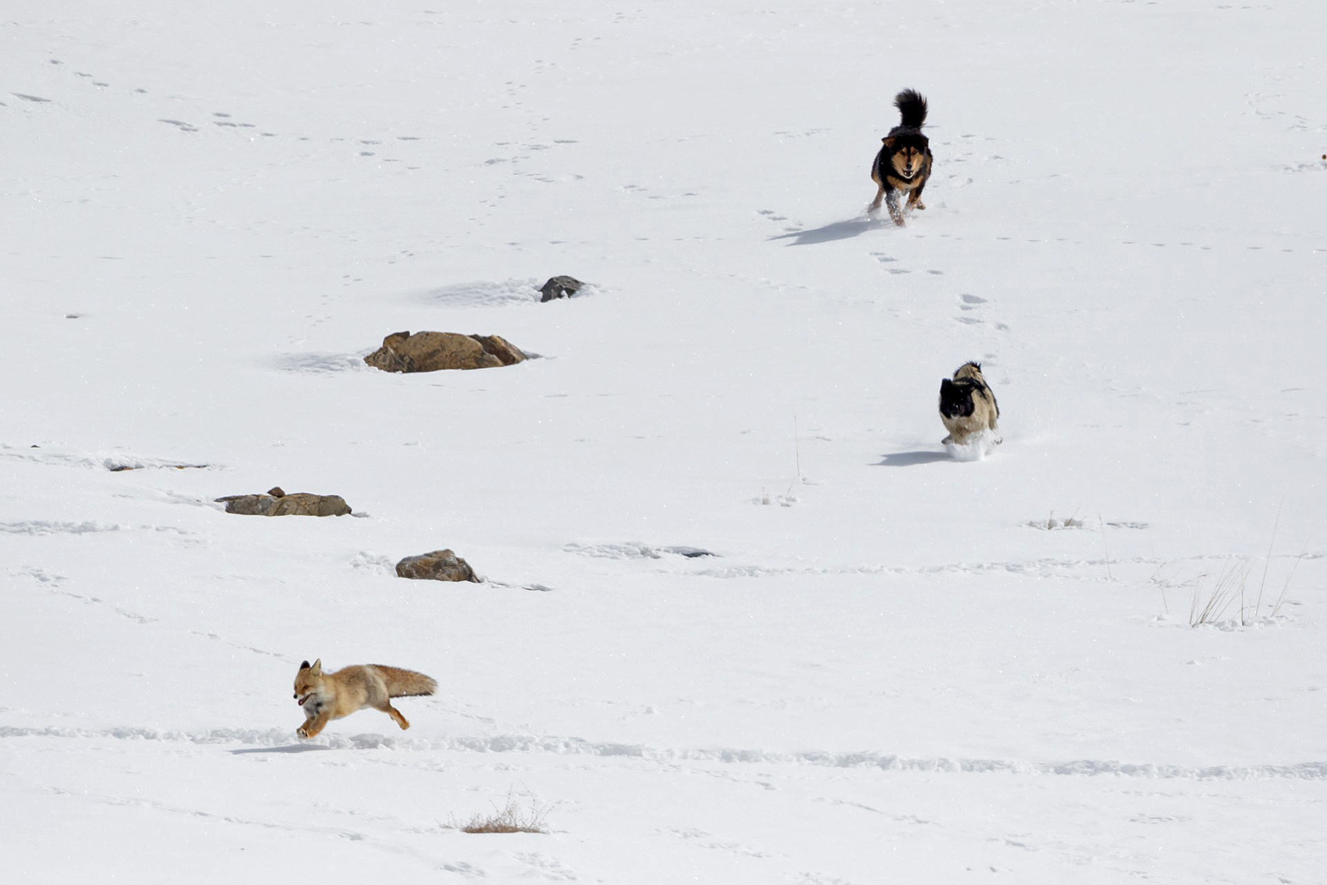 Red Fox chased by feral dogs in Kibber Wildlife Sanctuary