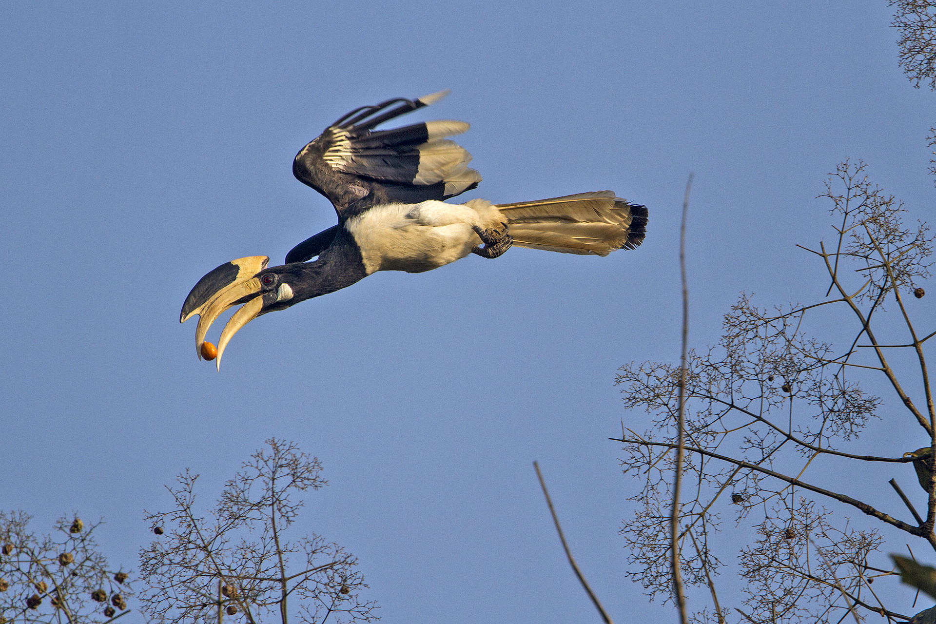 Malabar Pied Hornbill with a fruit in Dandeli Kali Tiger Reserve Karnataka