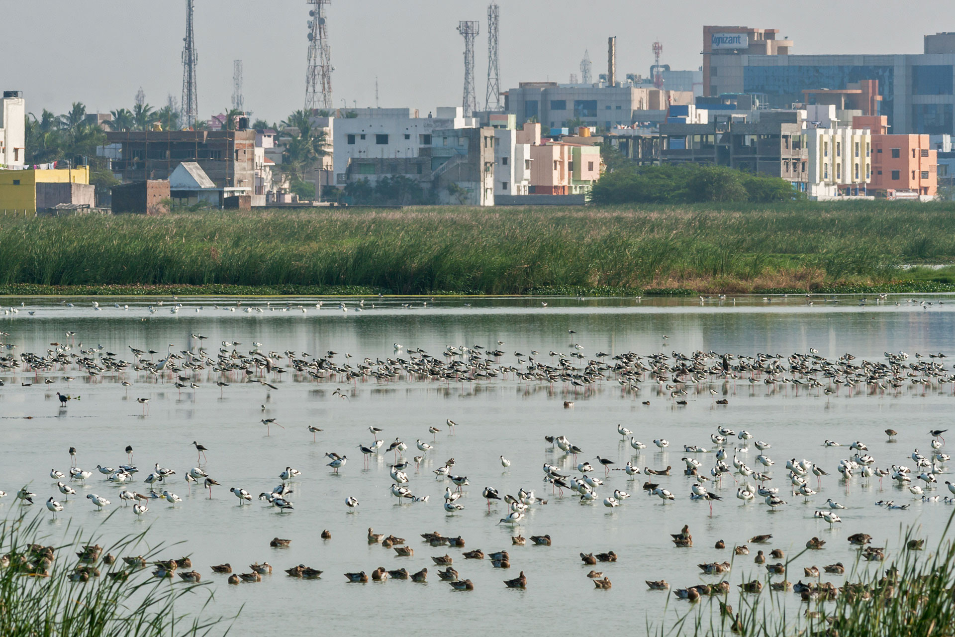 Birds in Pallikaranai Marshlands in Chennai in Tamil Nadu