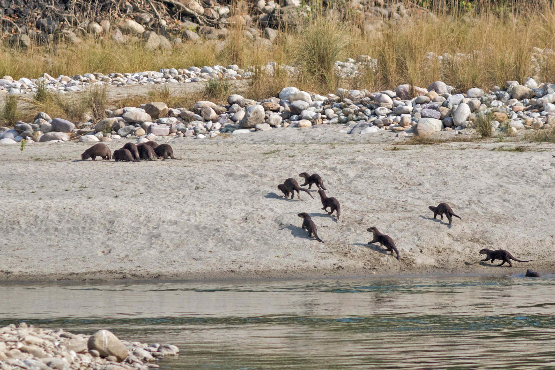 A family of Smooth-coated Otters on the banks of the Ramganga River in Corbett