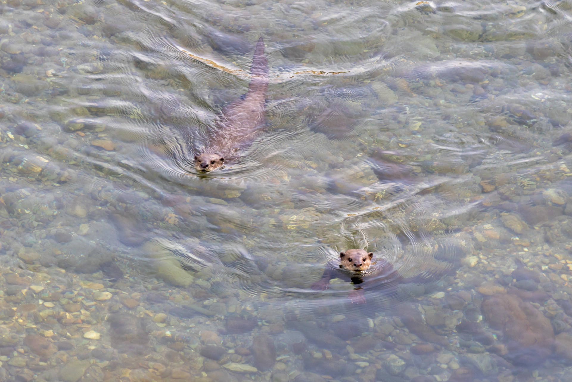 Smooth coated otters swimming in River Ramganga in Corbett National Park