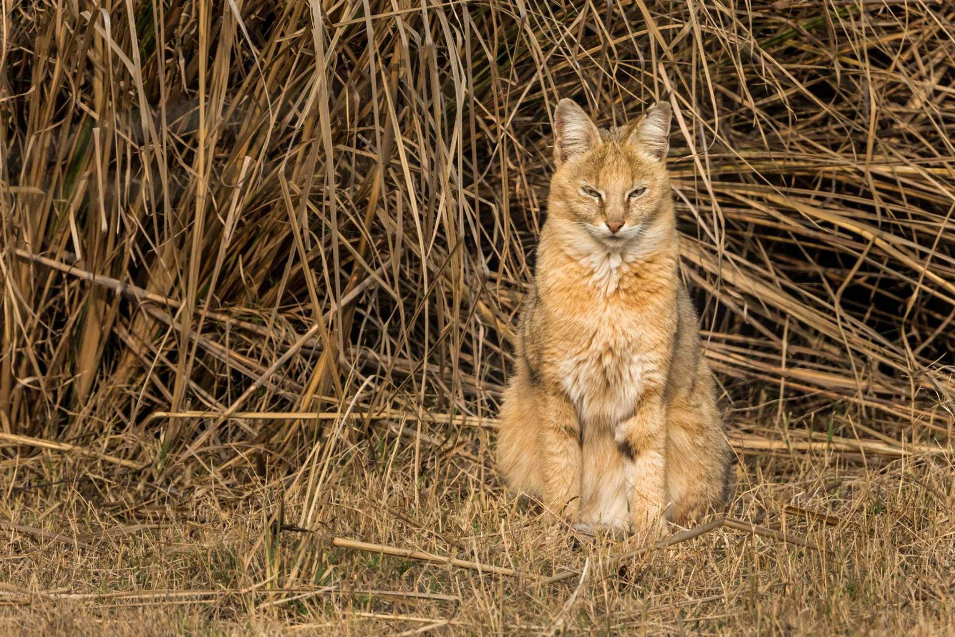 Jungle Cat spotted in Bharatpur Bird Sanctuary