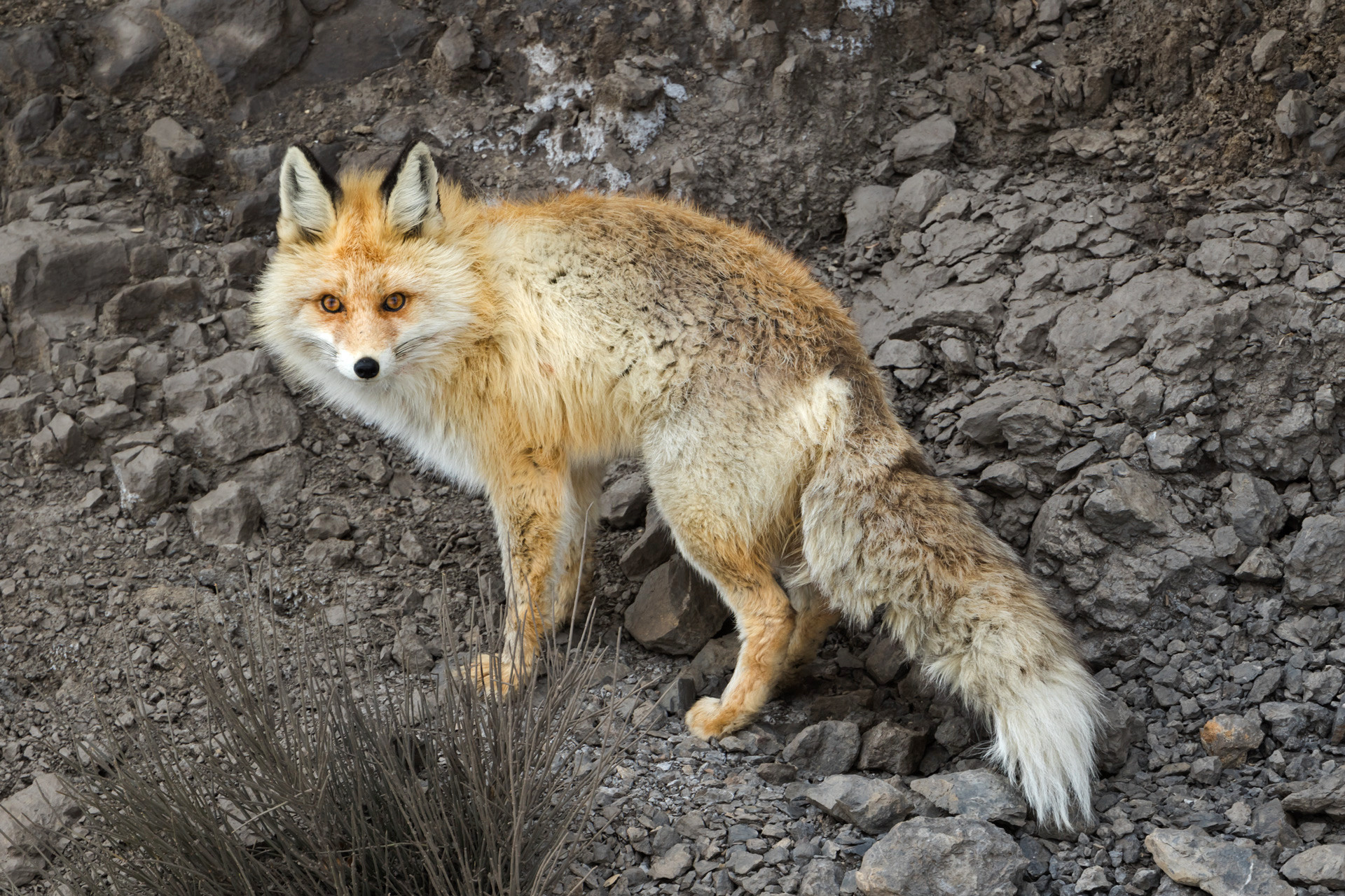 Red Fox Vulpes vulpes