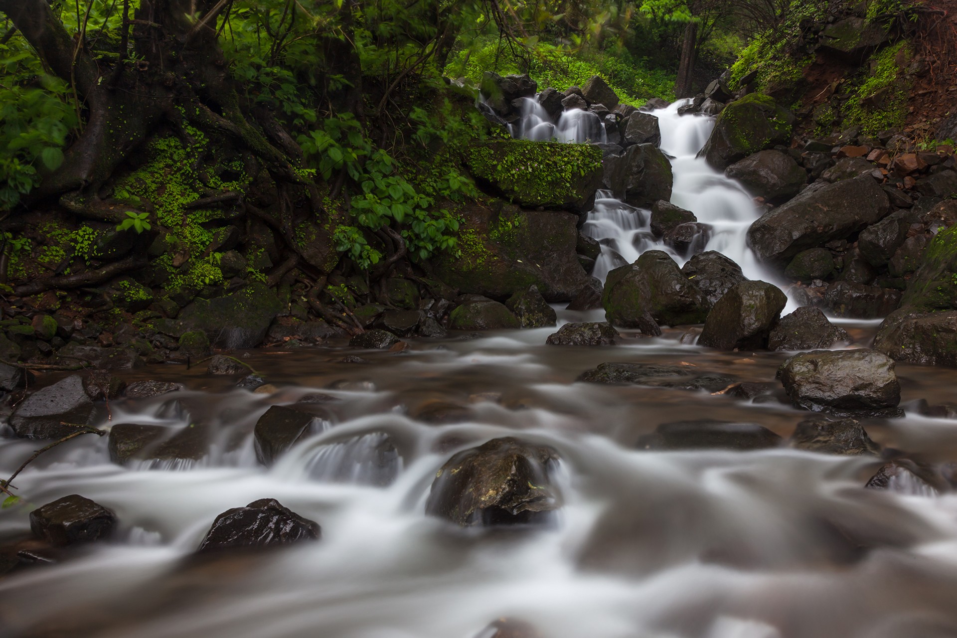Samyak kaninde stream rainforests - The Wild Nation – Rainforests | Nature inFocus