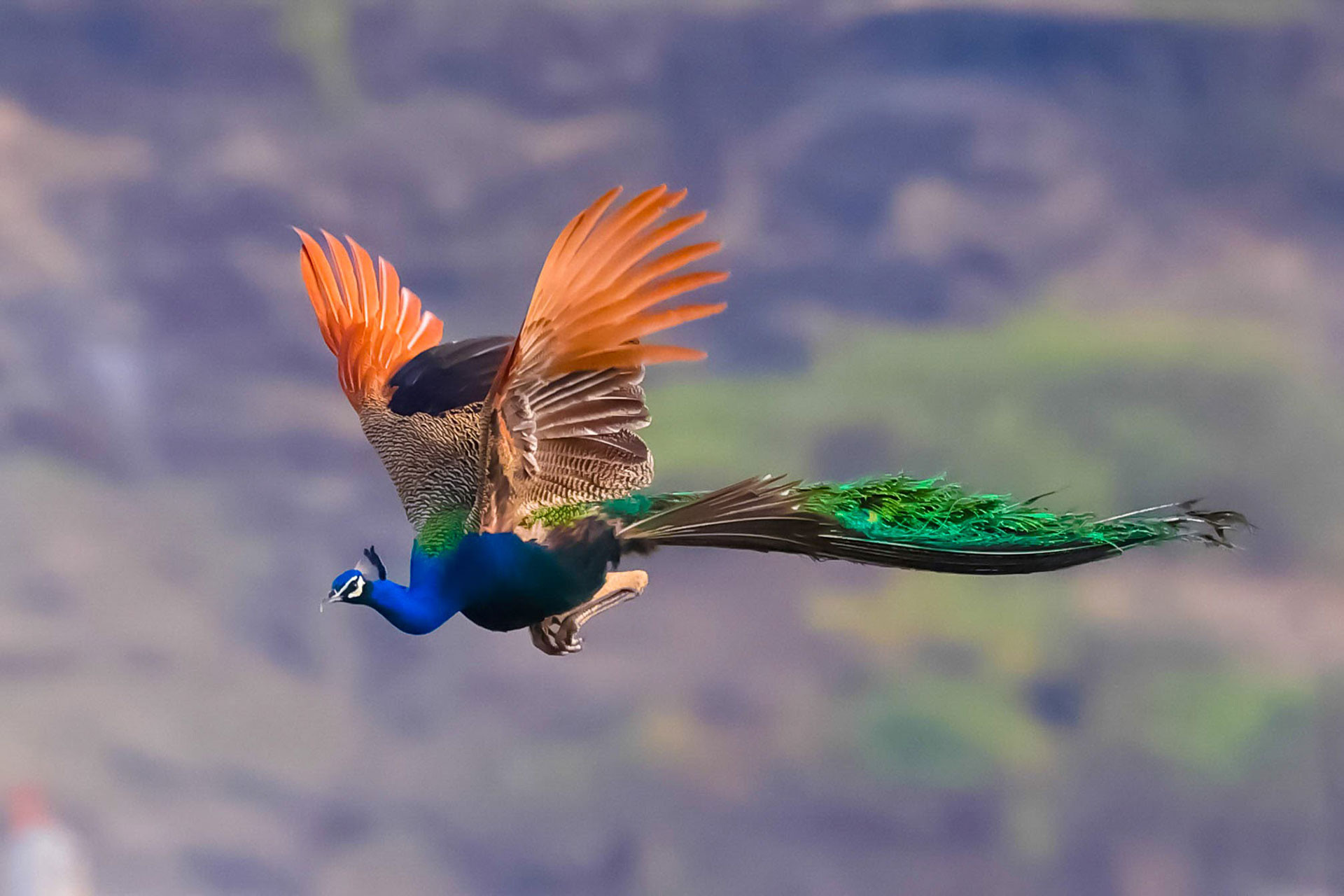 A peacock in flight