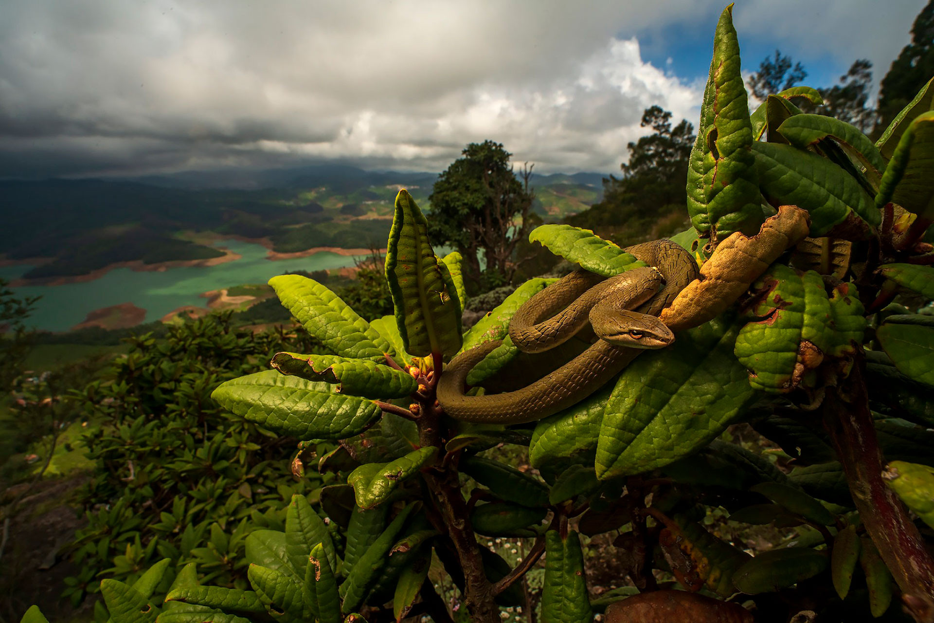 Bronze-headed Vine Snake or Western Ghats Bronzeback endemic to the Nilgiris in Western Ghats