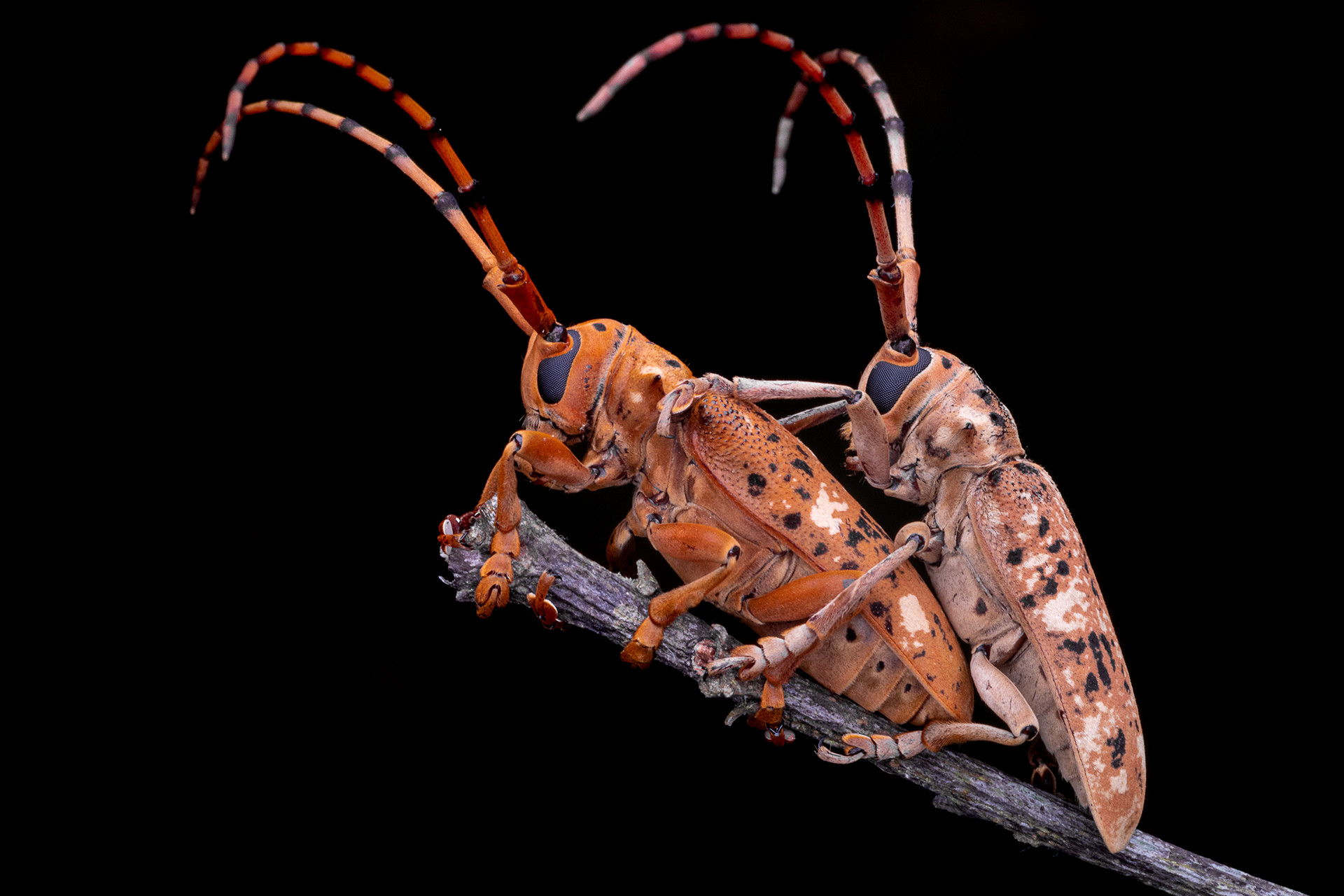 Longhorn beetle