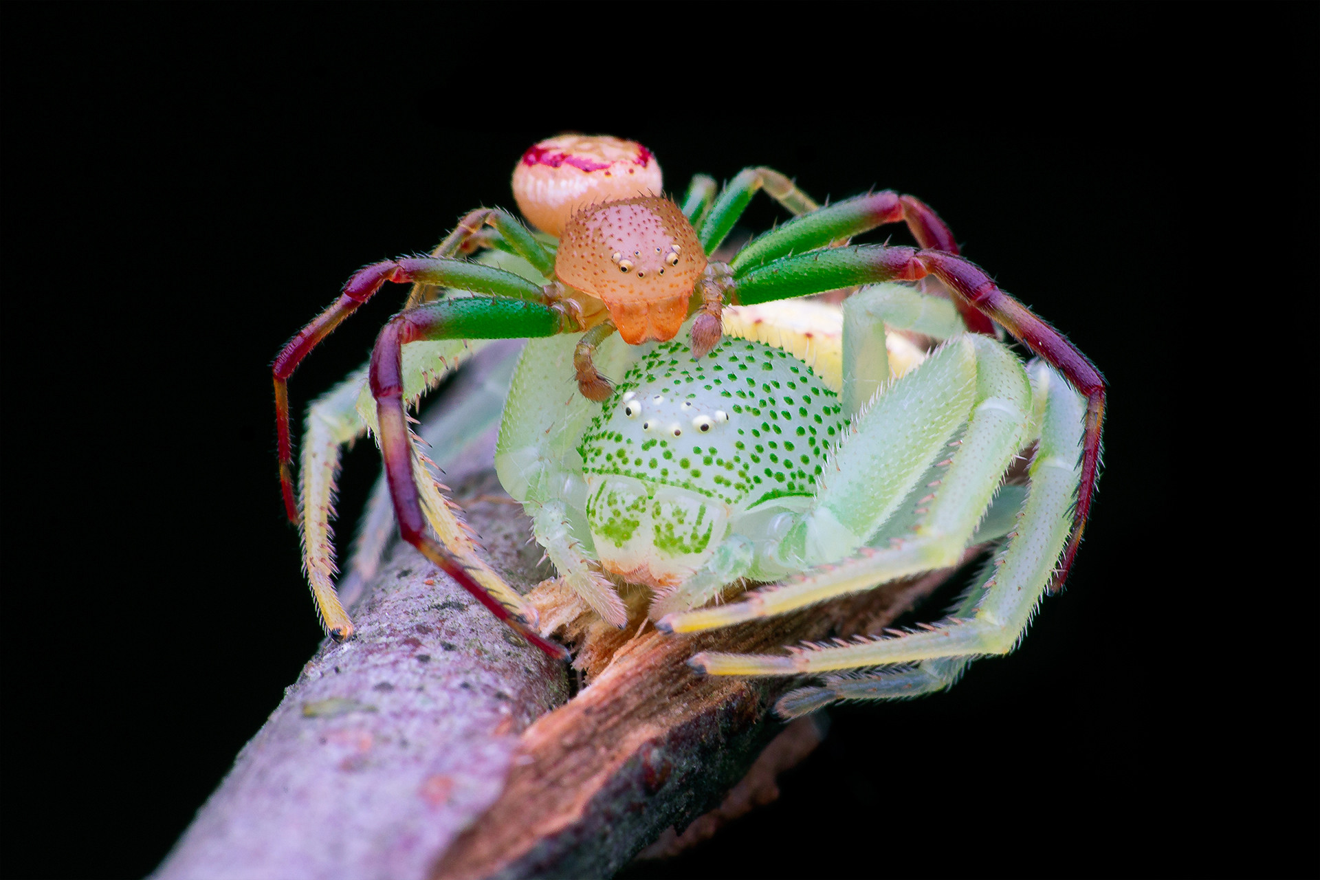 Sandip guha img - Top 20 Hive Photographs Of 2020 | Nature inFocus