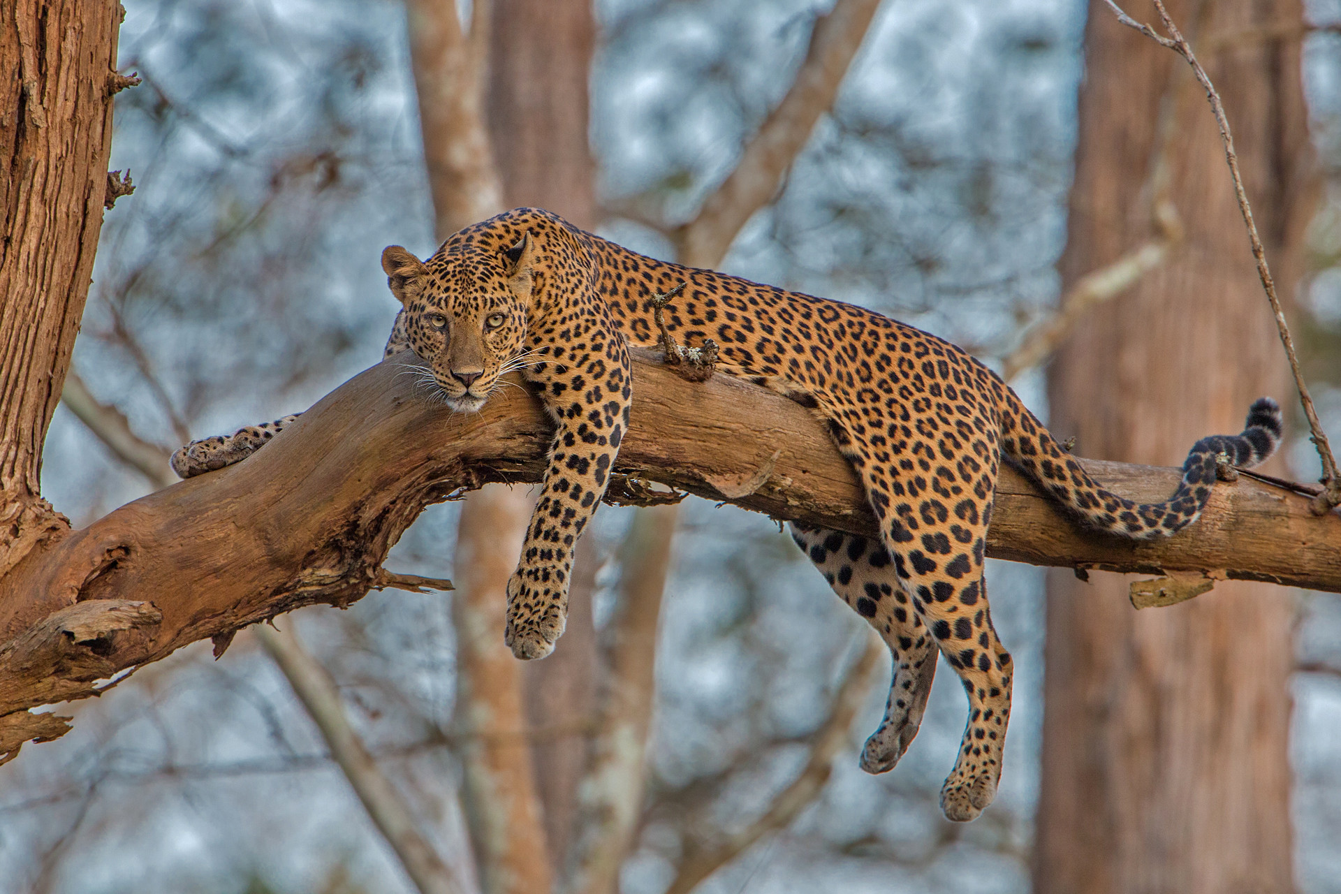 Sandipan dutta - 10 Things You Need To Know About Indian Leopards | Nature inFocus