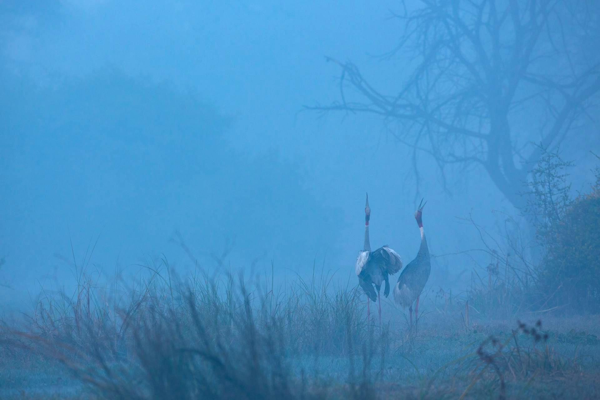 Sarus Crane in Keoladeo National Park Bharatpur