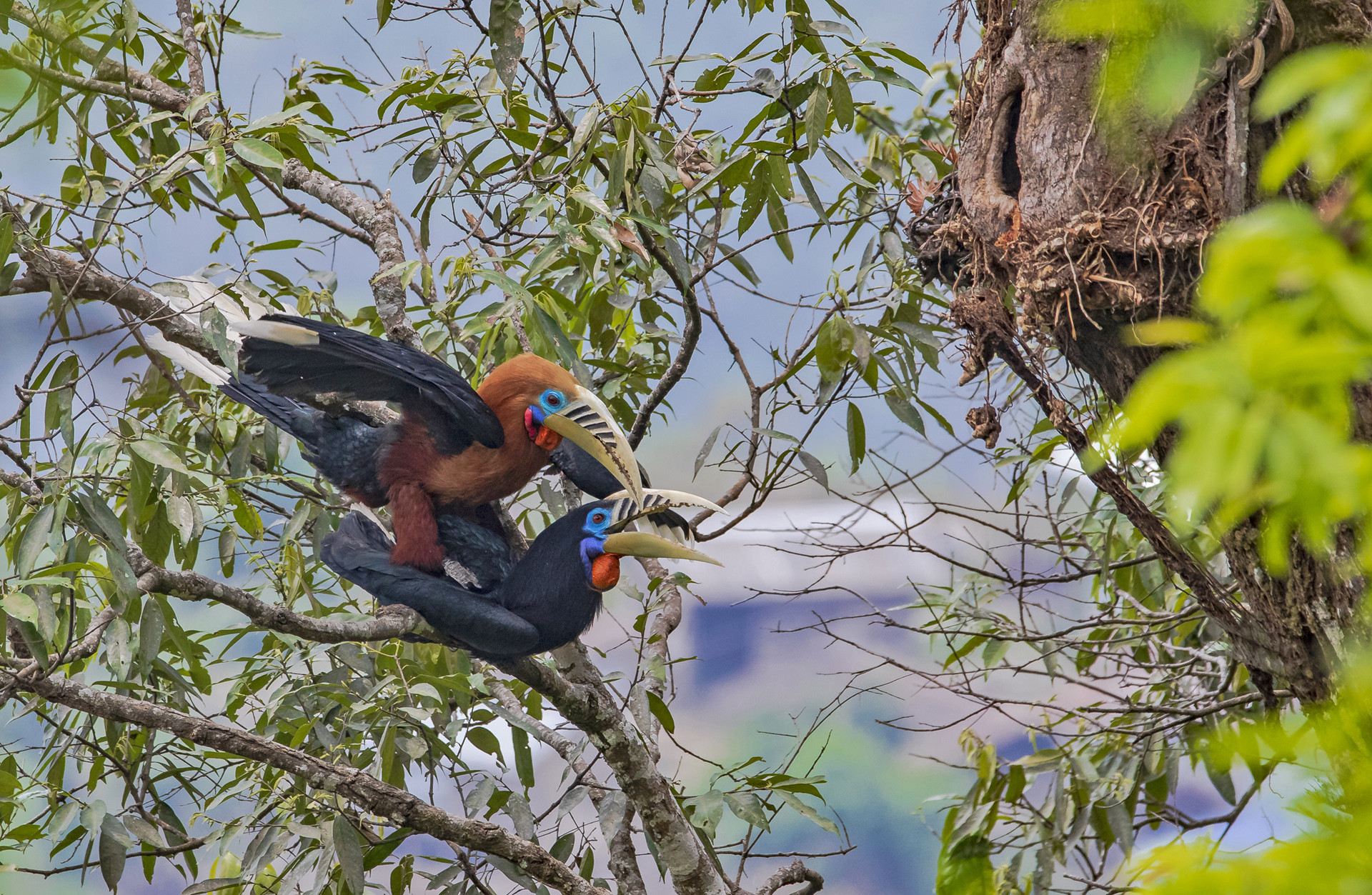 Rufous necked Hornbills pair mating in Mahananda Wildlife Sanctuary in West Bengal