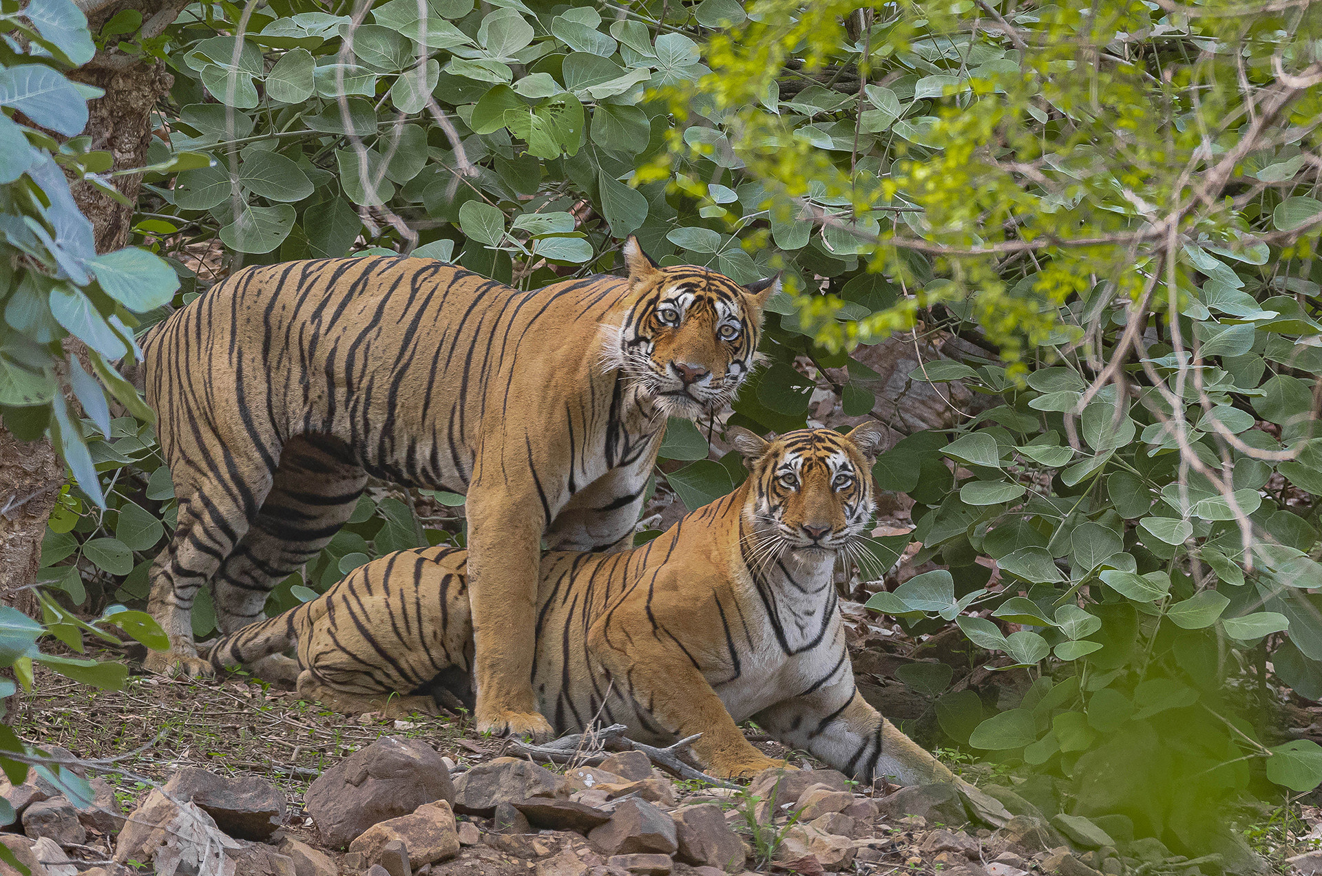 Bengal Tigers mating in Ranthambore National Park