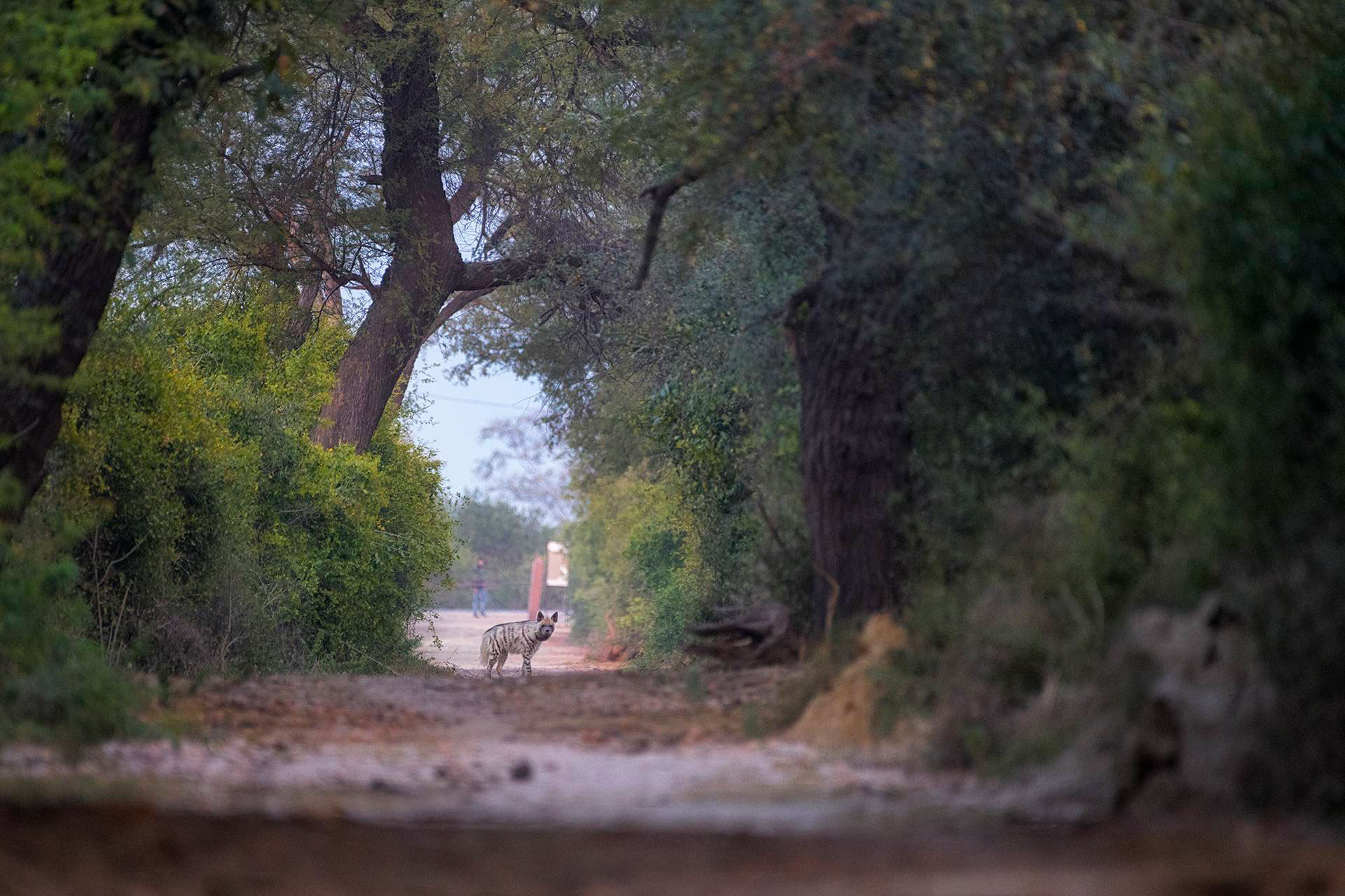 Striped Hyena seen in Keoladeo Bharatpur Bird Sanctuary