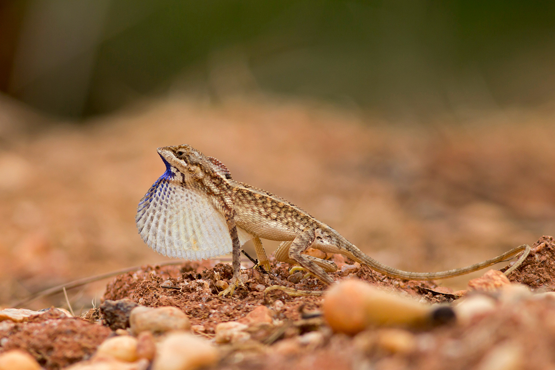 Cuvier’s Fan-throated Lizard displaying