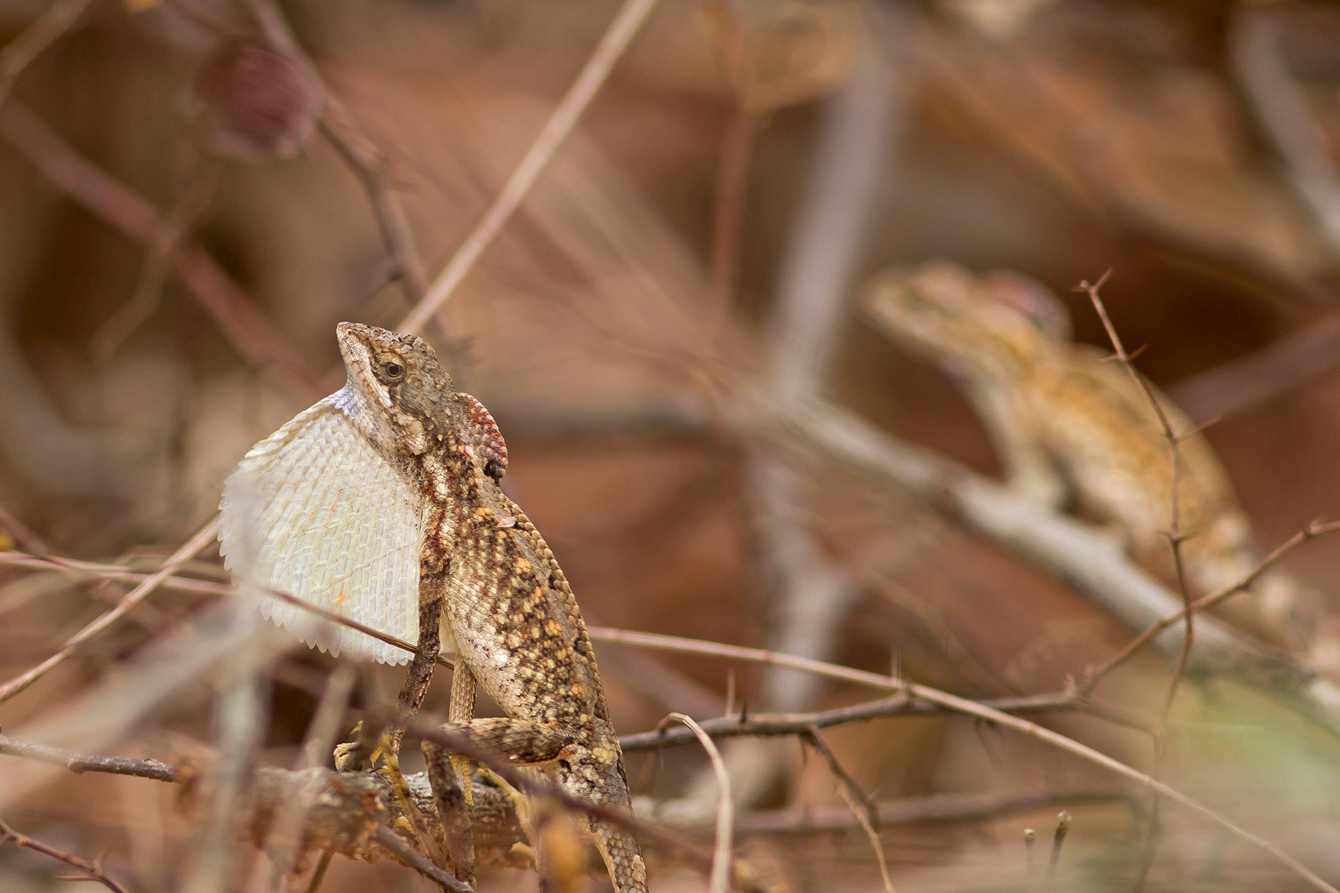 Two male fan-throated lizards displaying their dewlap