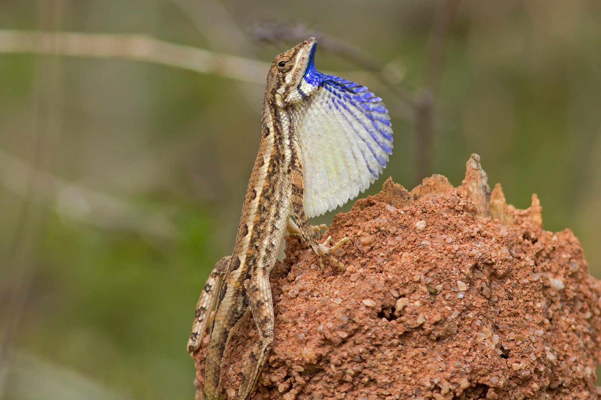 Cuvier’s Fan-throated Lizard Sitana ponticeriana