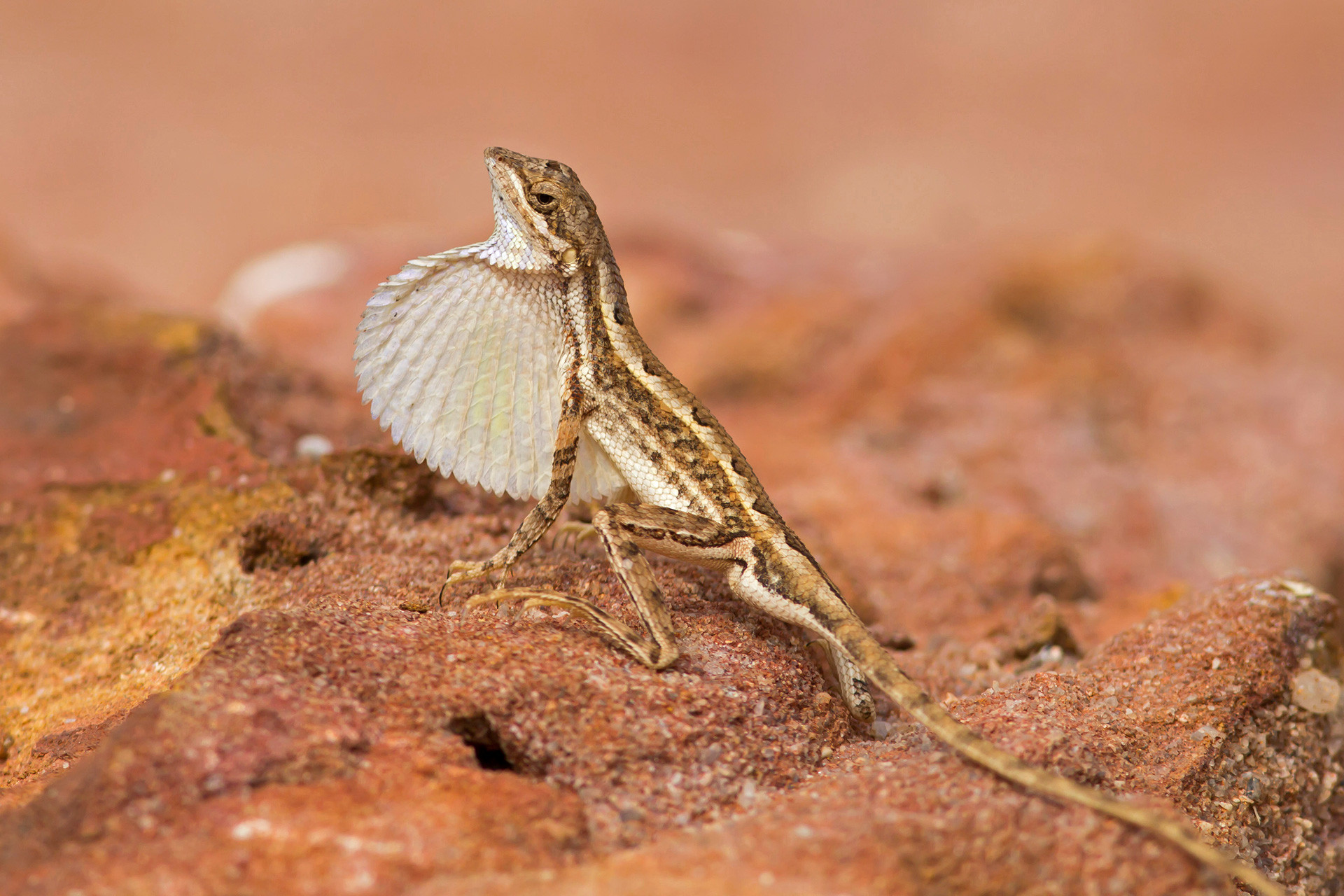 Male fan-throated lizard flashing a white dewlap