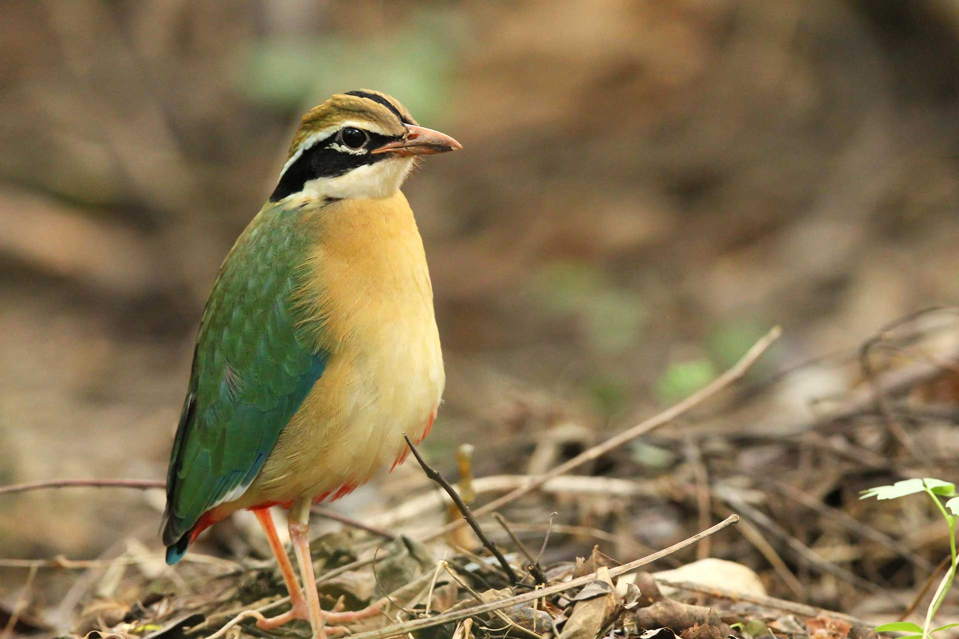 Indian Pitta (Pitta brachyura) | Nature inFocus