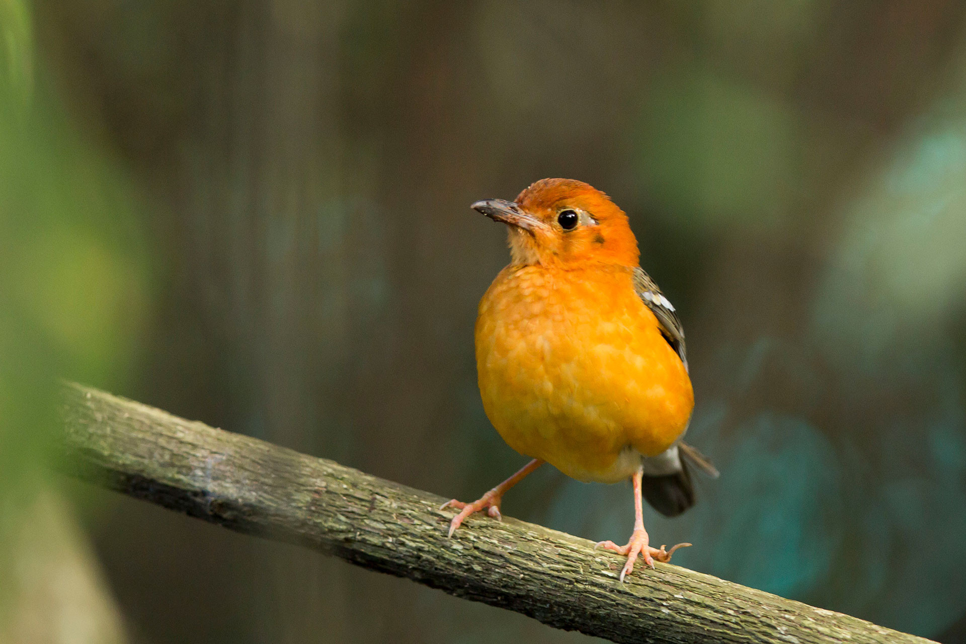 Orange-headed Thrush (Geokichla citrina citrina) | Nature inFocus