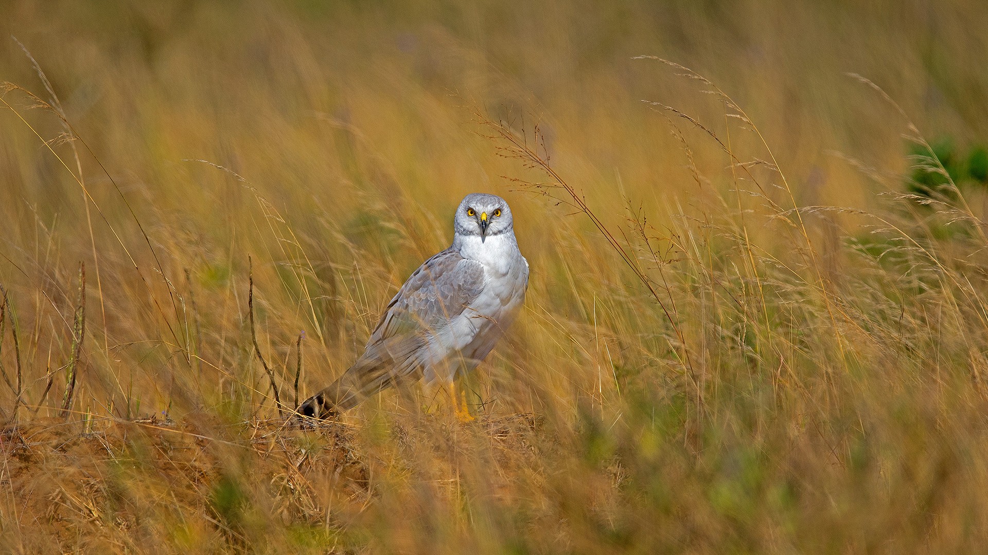 Santhosh gujar - Grassland Birds | Nature inFocus