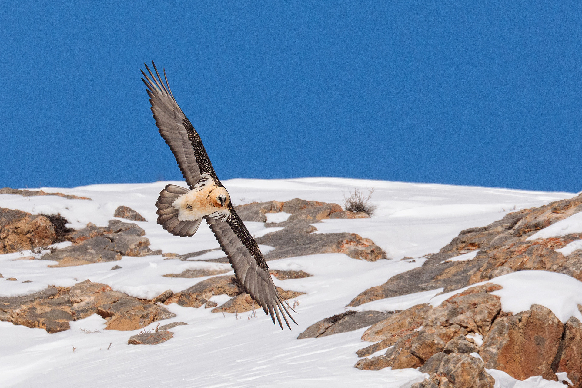 Bearded Vulture or Lammergeier Gypaetus barbatus