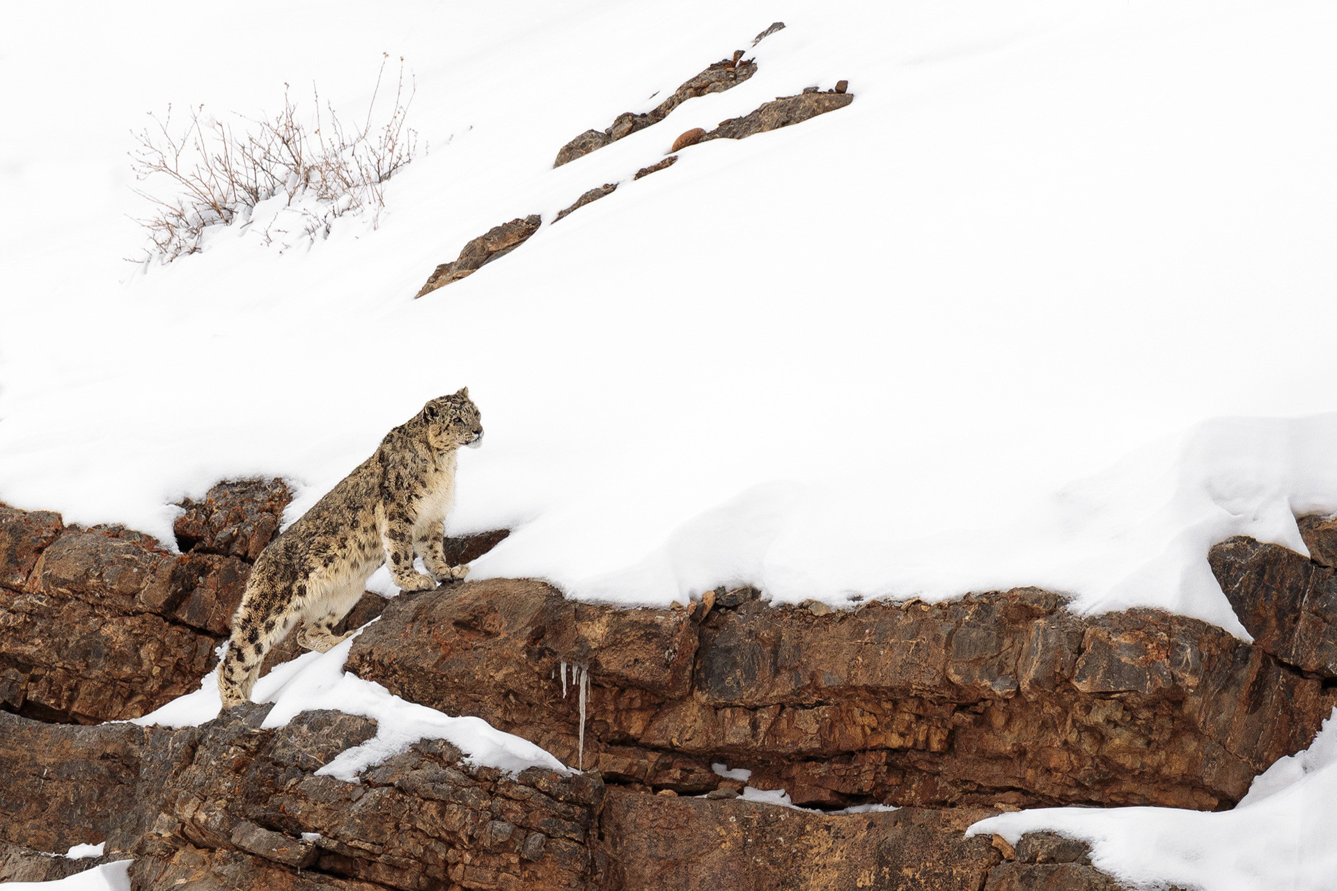 Snow Leopard climbing a ridge