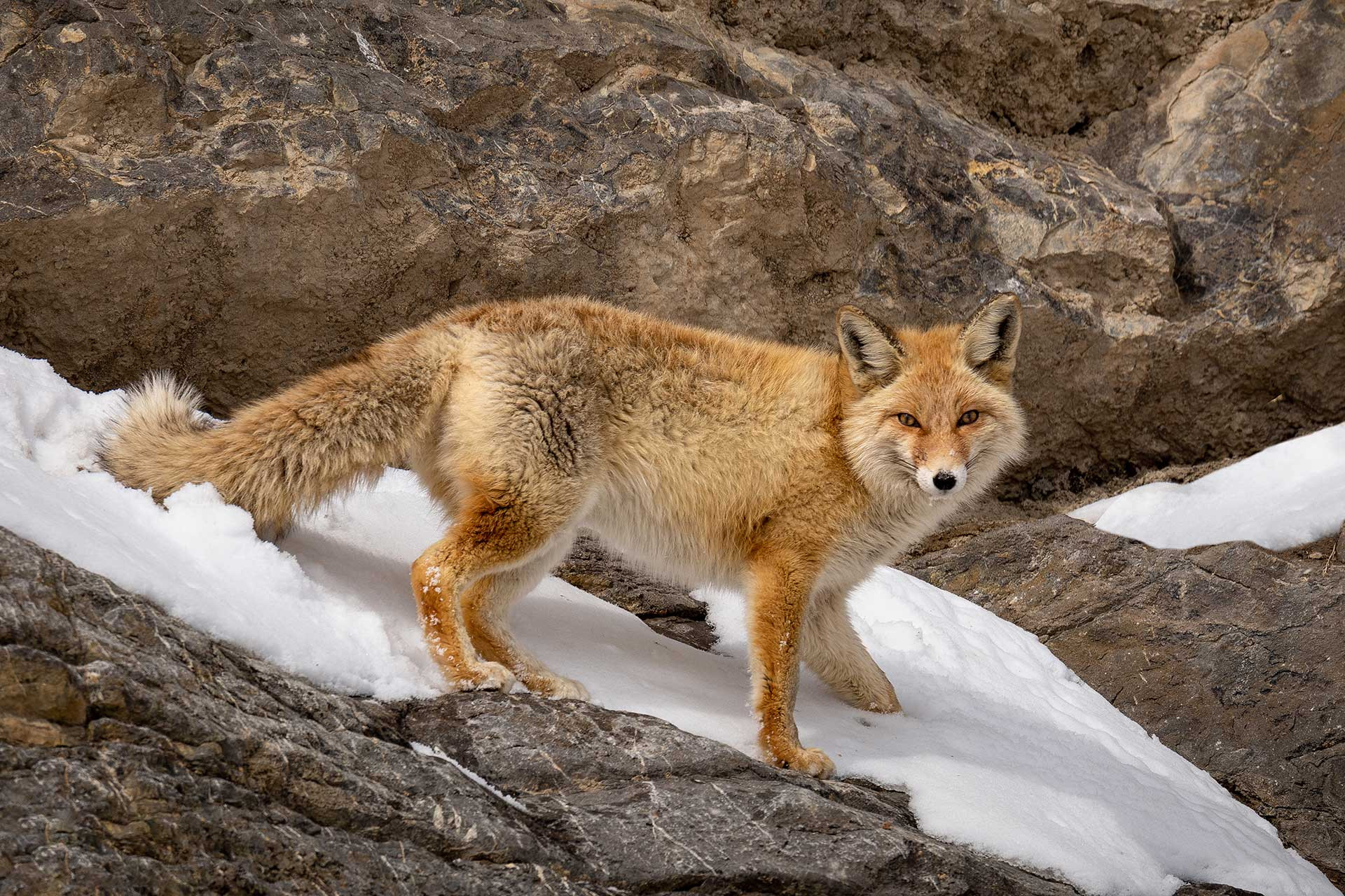 Red Fox seen in the Himalayas