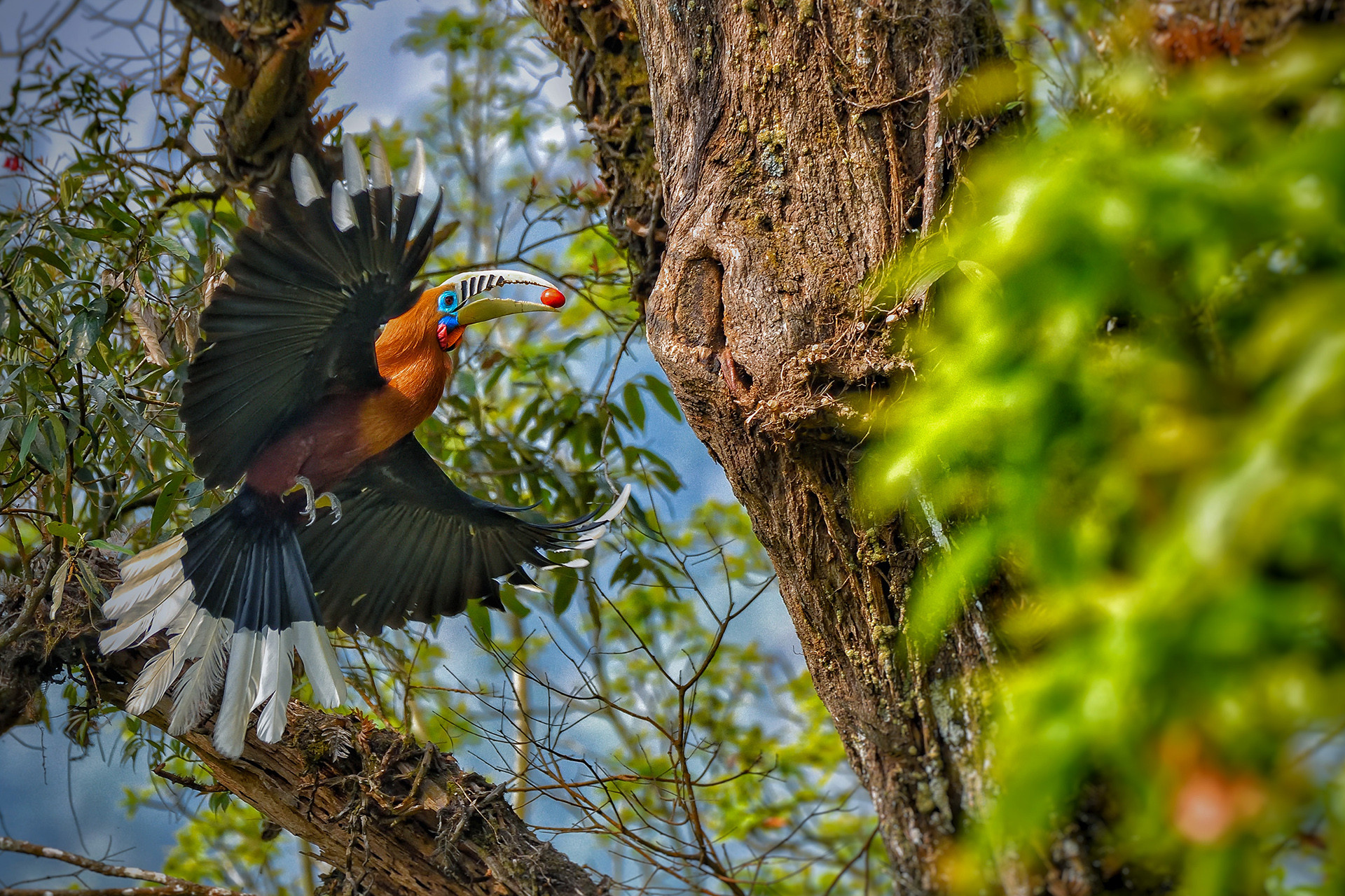Rufous necked Hornbill with fruit near nest in Latpanchar in West Bengal