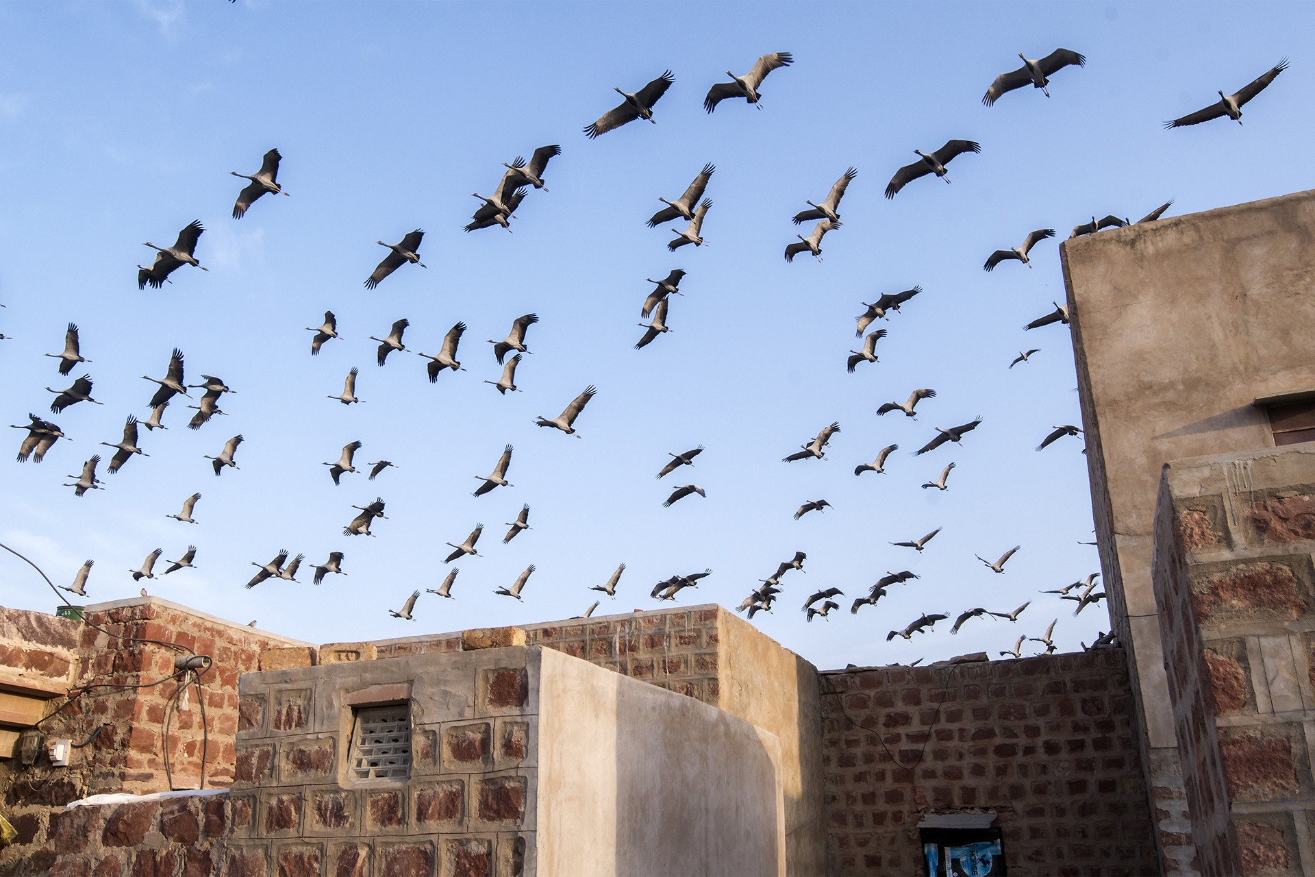 Sarbajit ghosh - Animal Collective | Nature inFocus