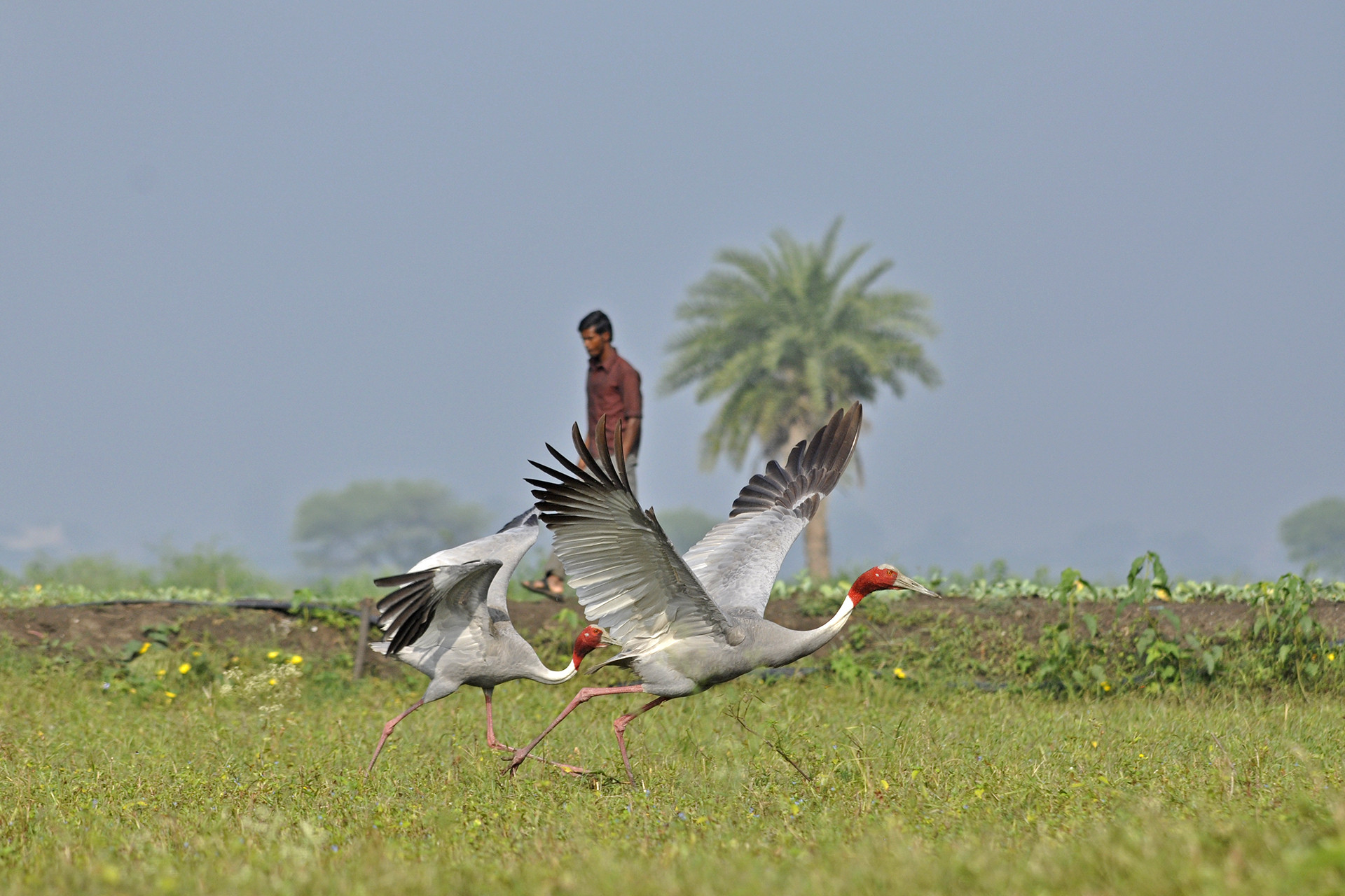 Sarus cranes yeshwant sagar - 13 Places To Go Birdwatching In Indore | Nature inFocus