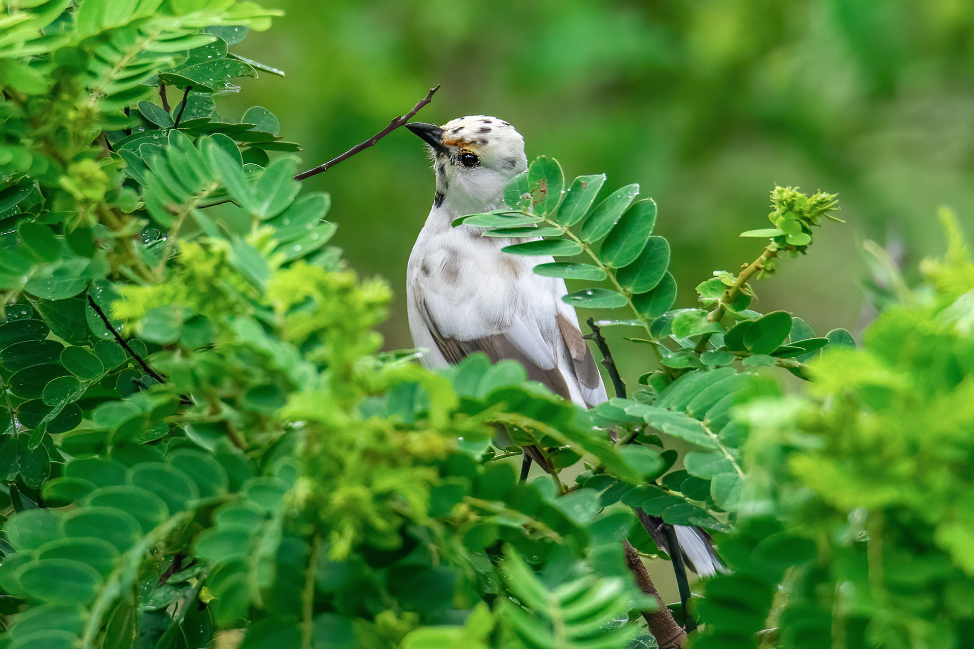 Leucistic Bulbul
