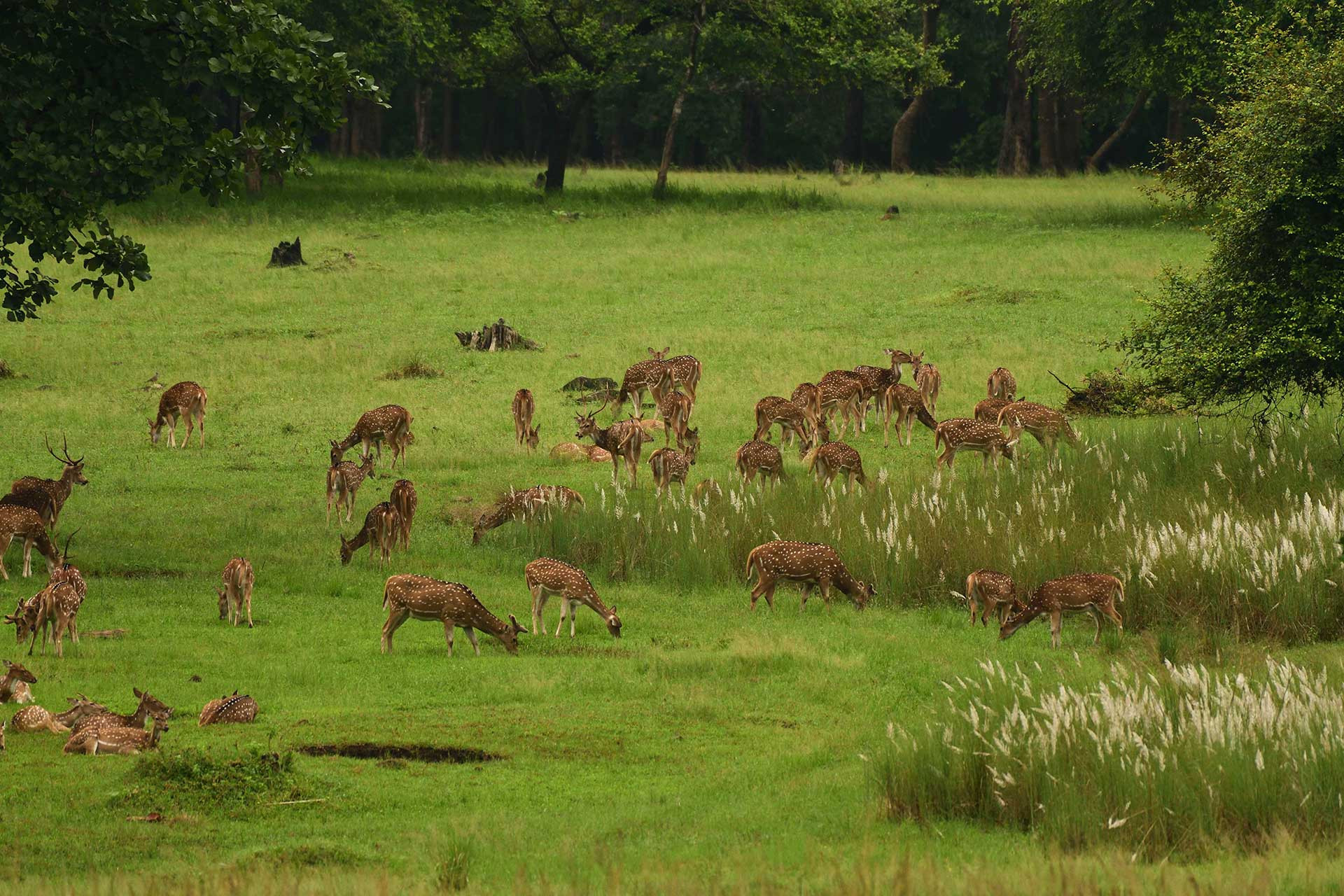      satpura landscape       | Nature Infocus