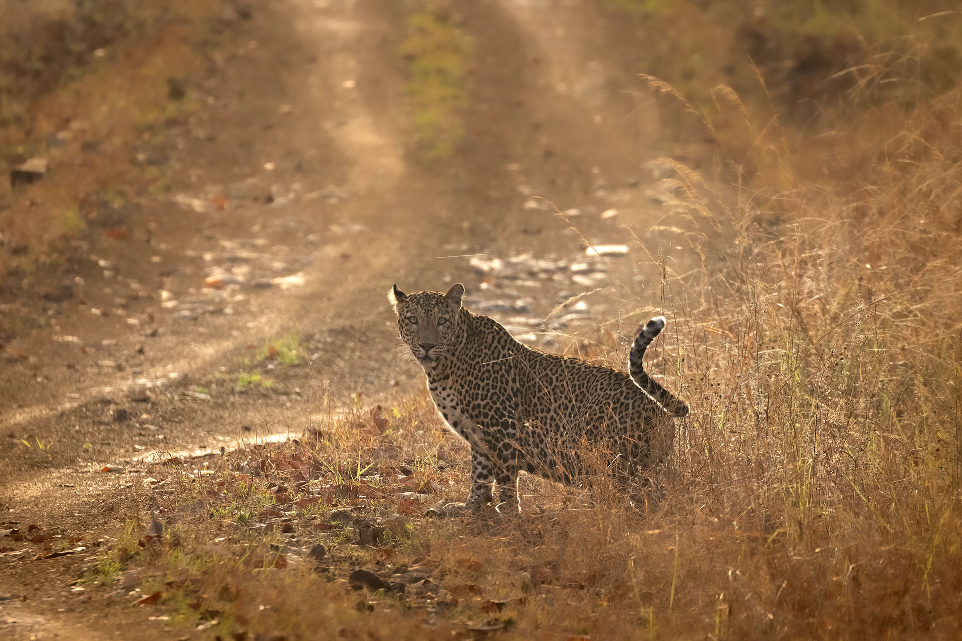 Leopard seen on a safari in Satpura Forest