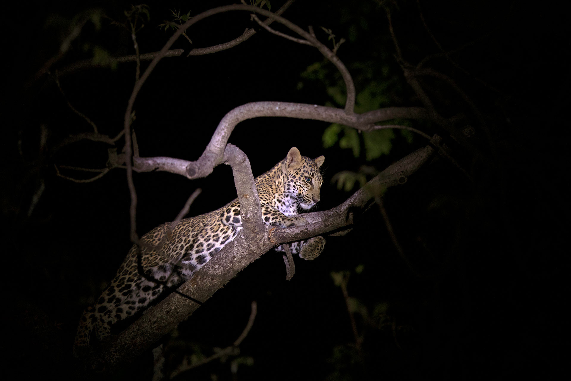 Leopard on night safari in Satpura Forest