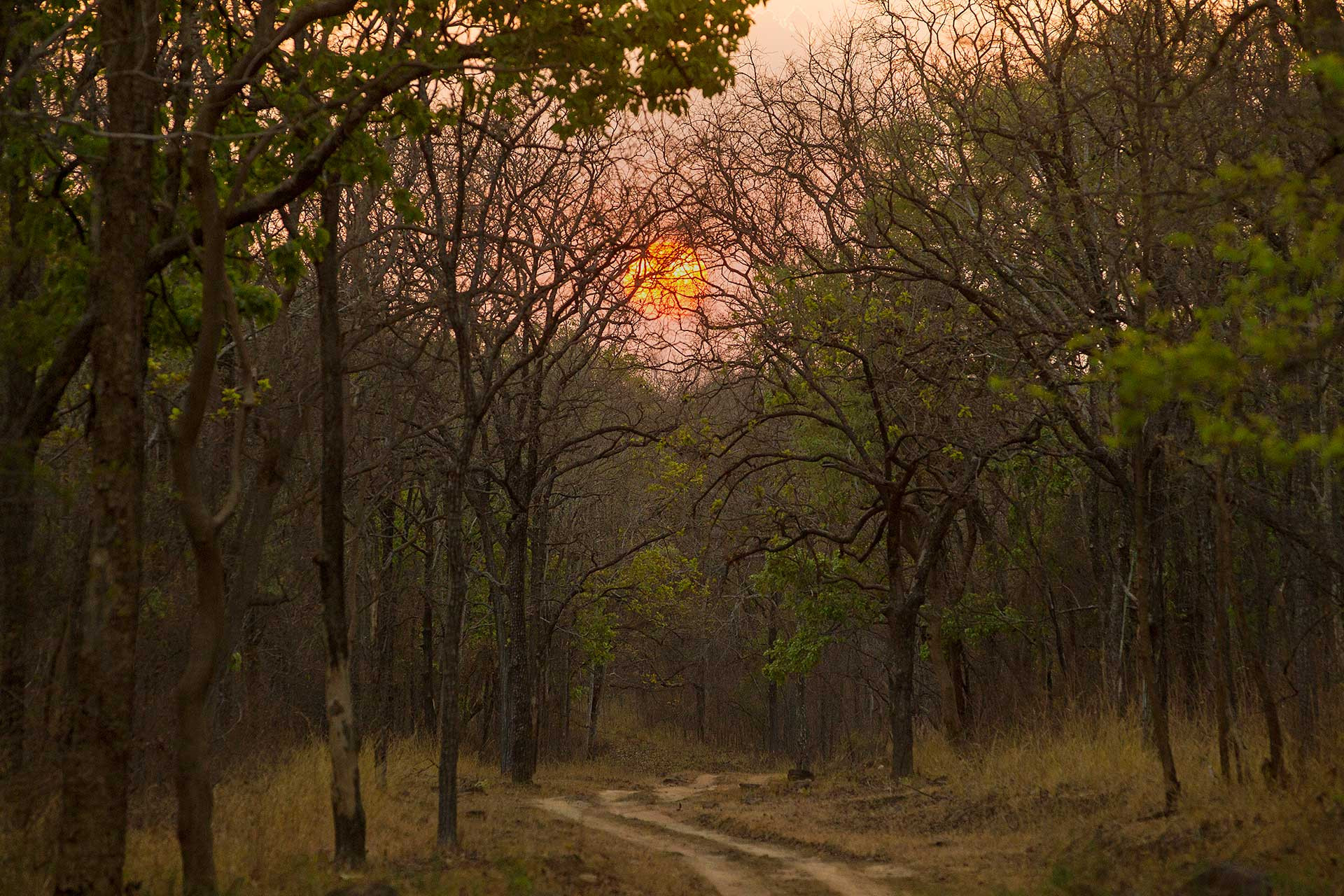  Dense forests in Central India Satpura National Park
