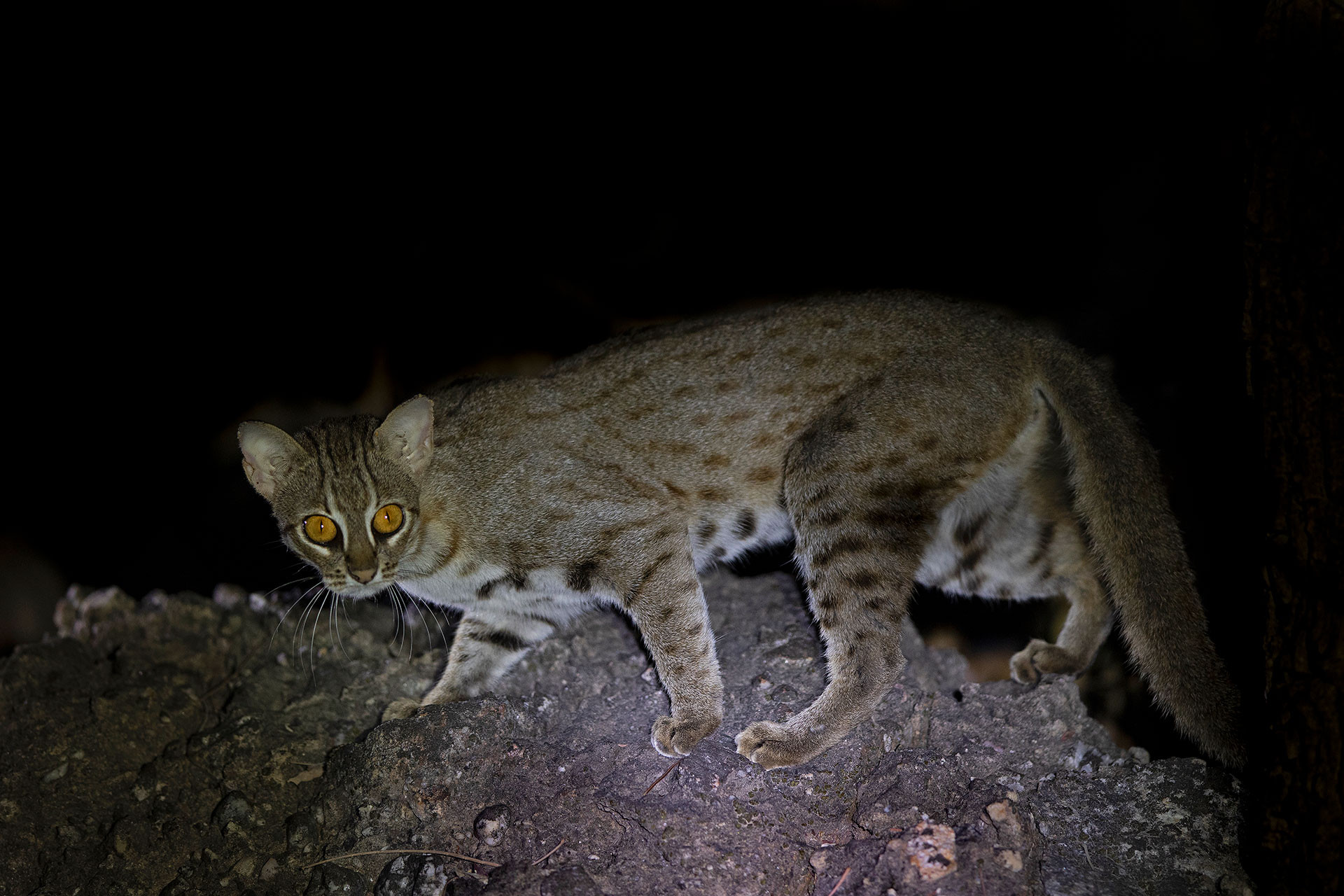 Rare animal rusty spotted cat in Satpura forest