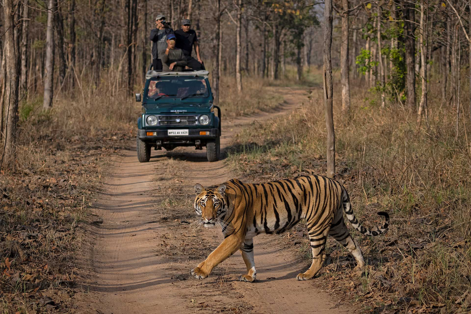 Tiger safari in Satpura forest