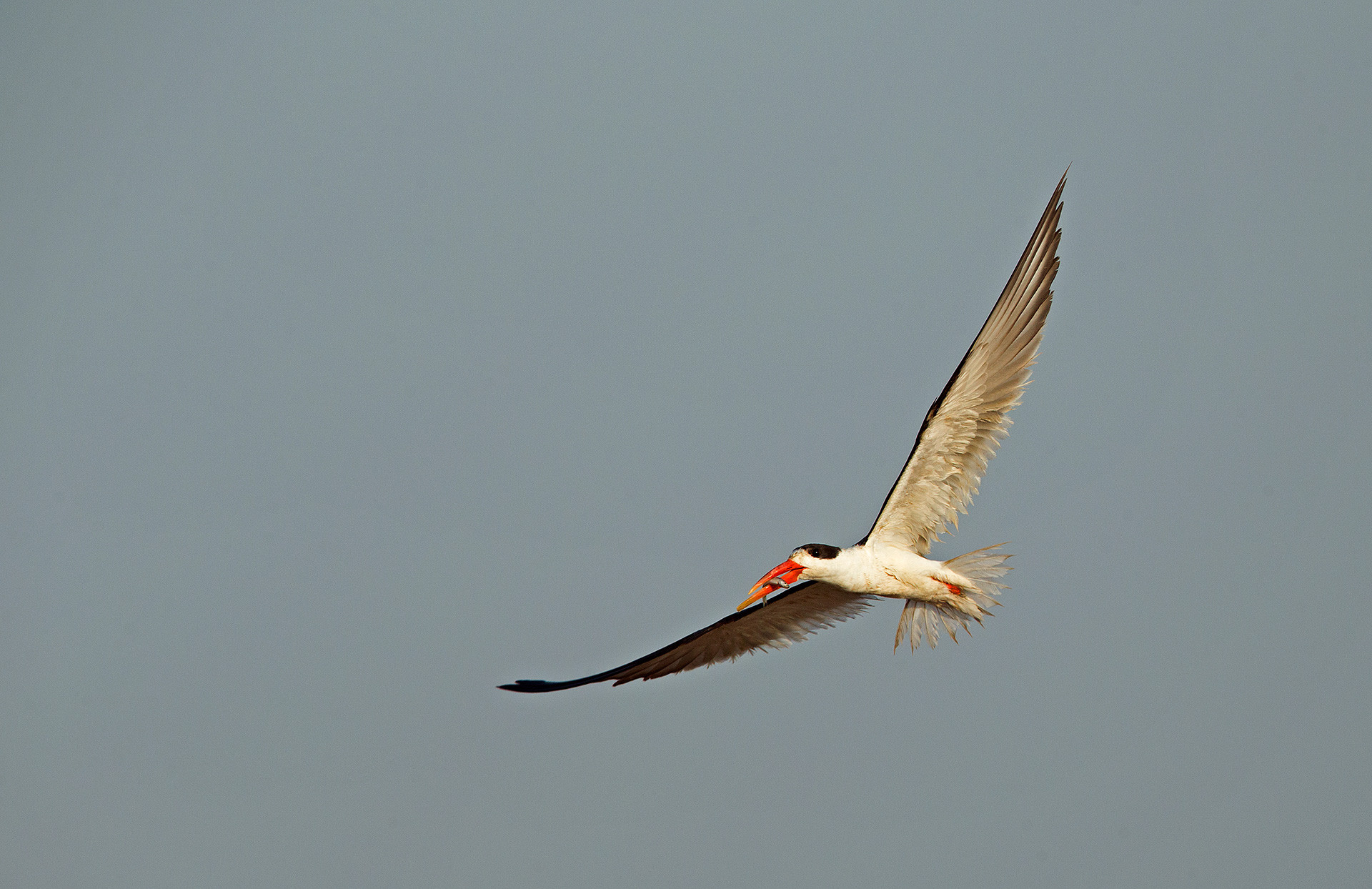 Endangered bird Indian Skimmer near River Denwa in Satpura