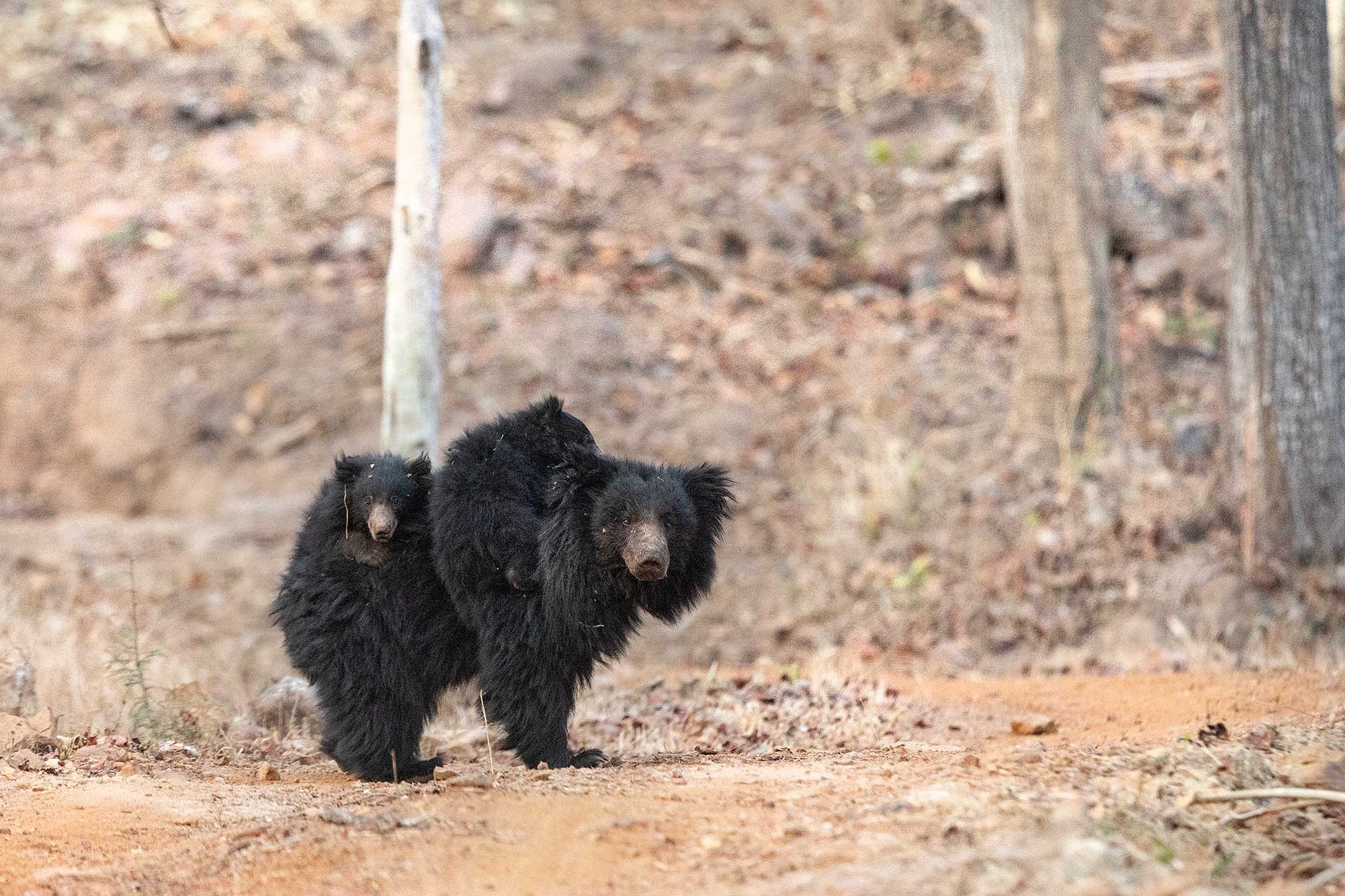 Sloth bear mother with baby bears in Satpura