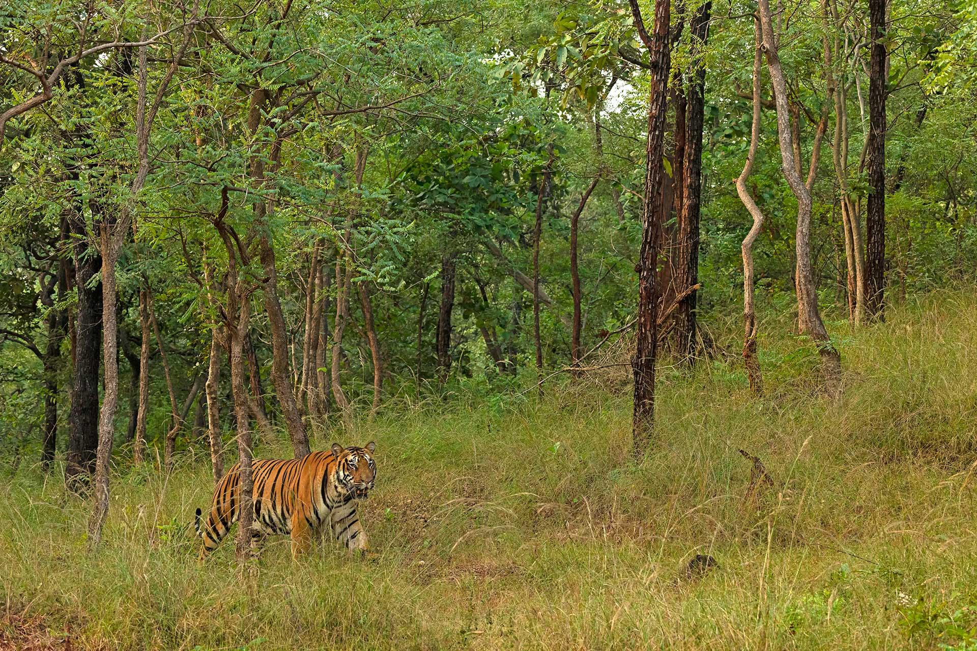 Bengal Tiger spotted in the Satpura forest