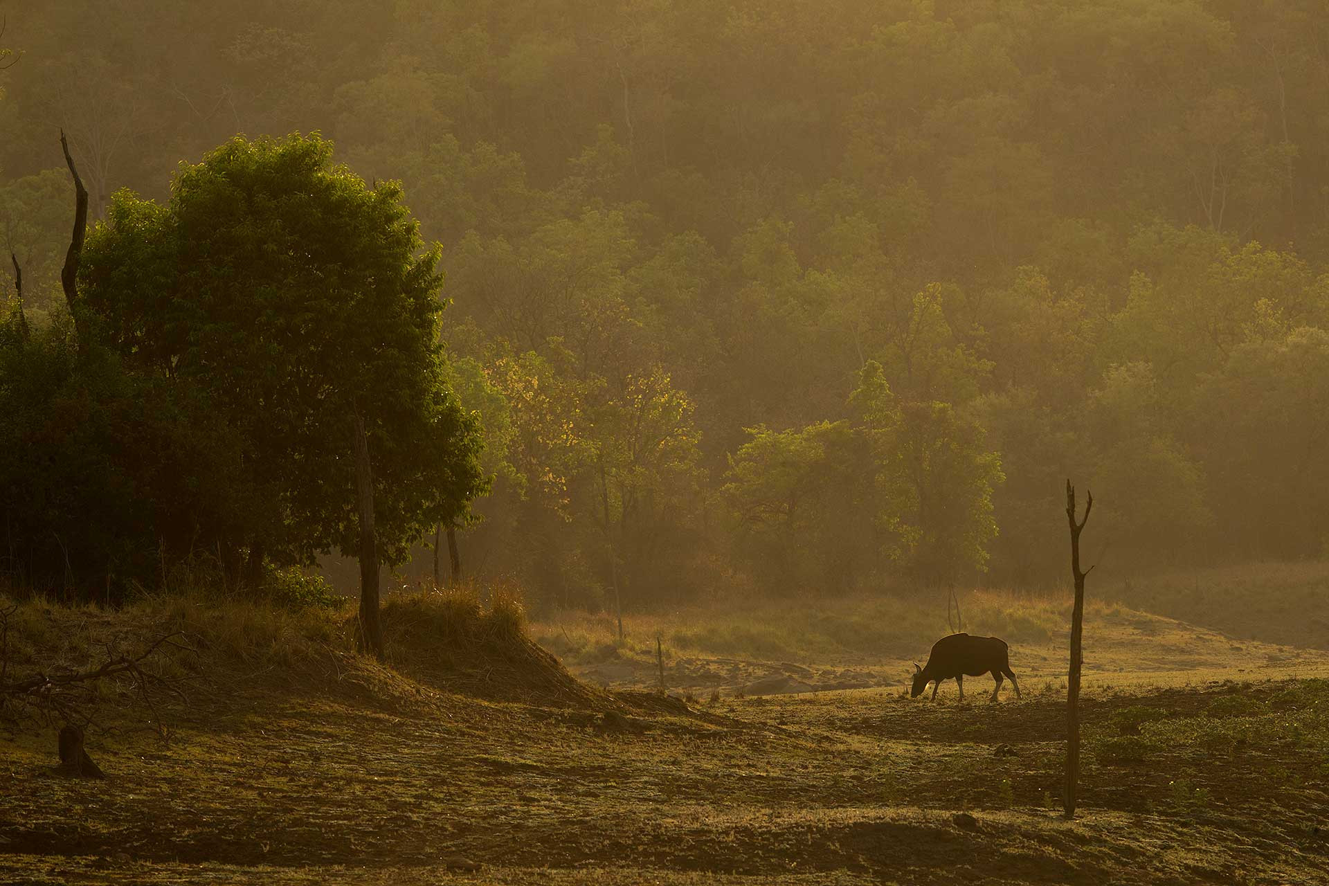 Indian Gaur also called Indian Bison in Satpura