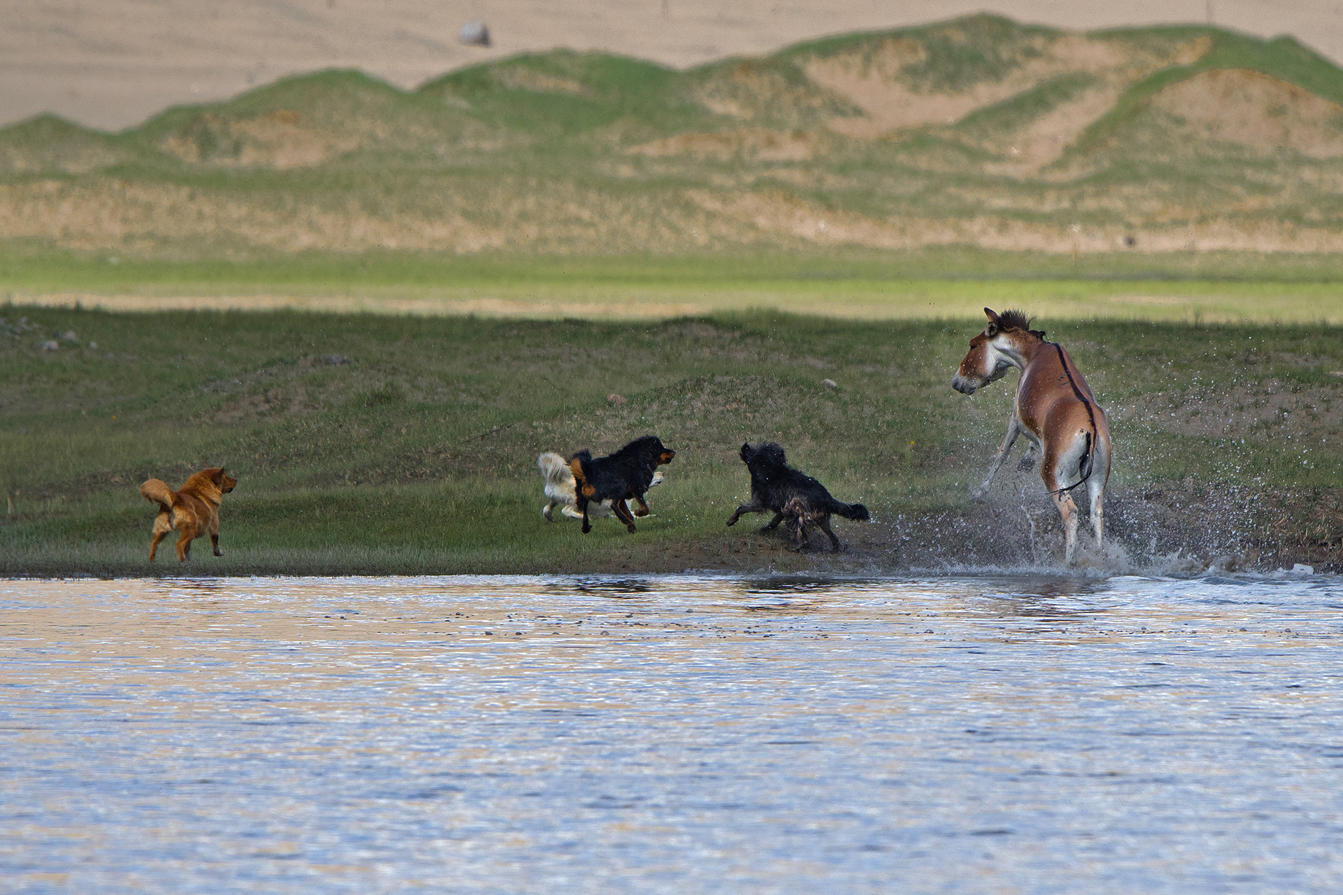 Tibetan Wild Ass being attacked by feral dogs in Ladakh