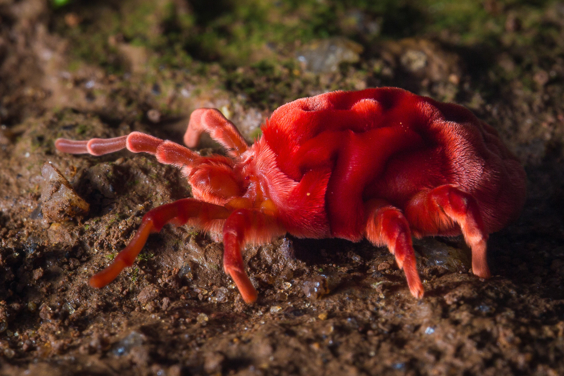 Red Velvet Mite