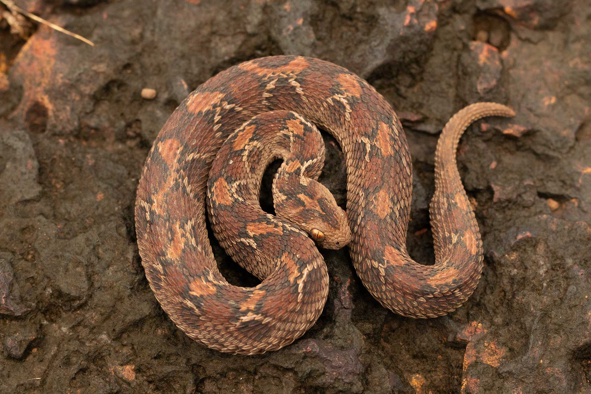 Saw Scaled Viper venomous snake in a Laterite Plateau