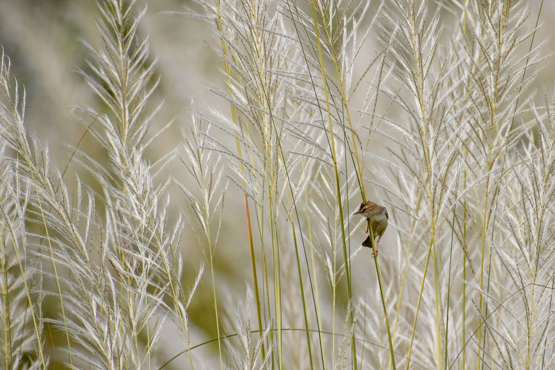 Sayan dasmahapatra - Grassland Birds | Nature inFocus