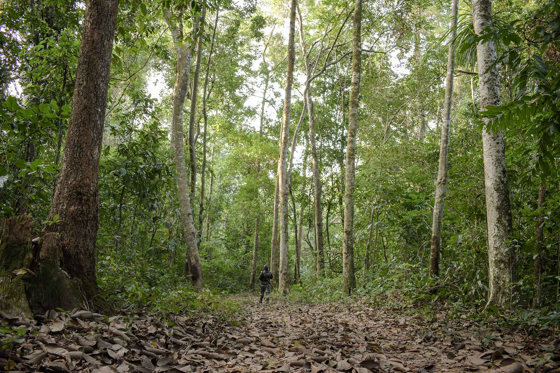 Walking in the dense and wild Pakke Tiger Reserve