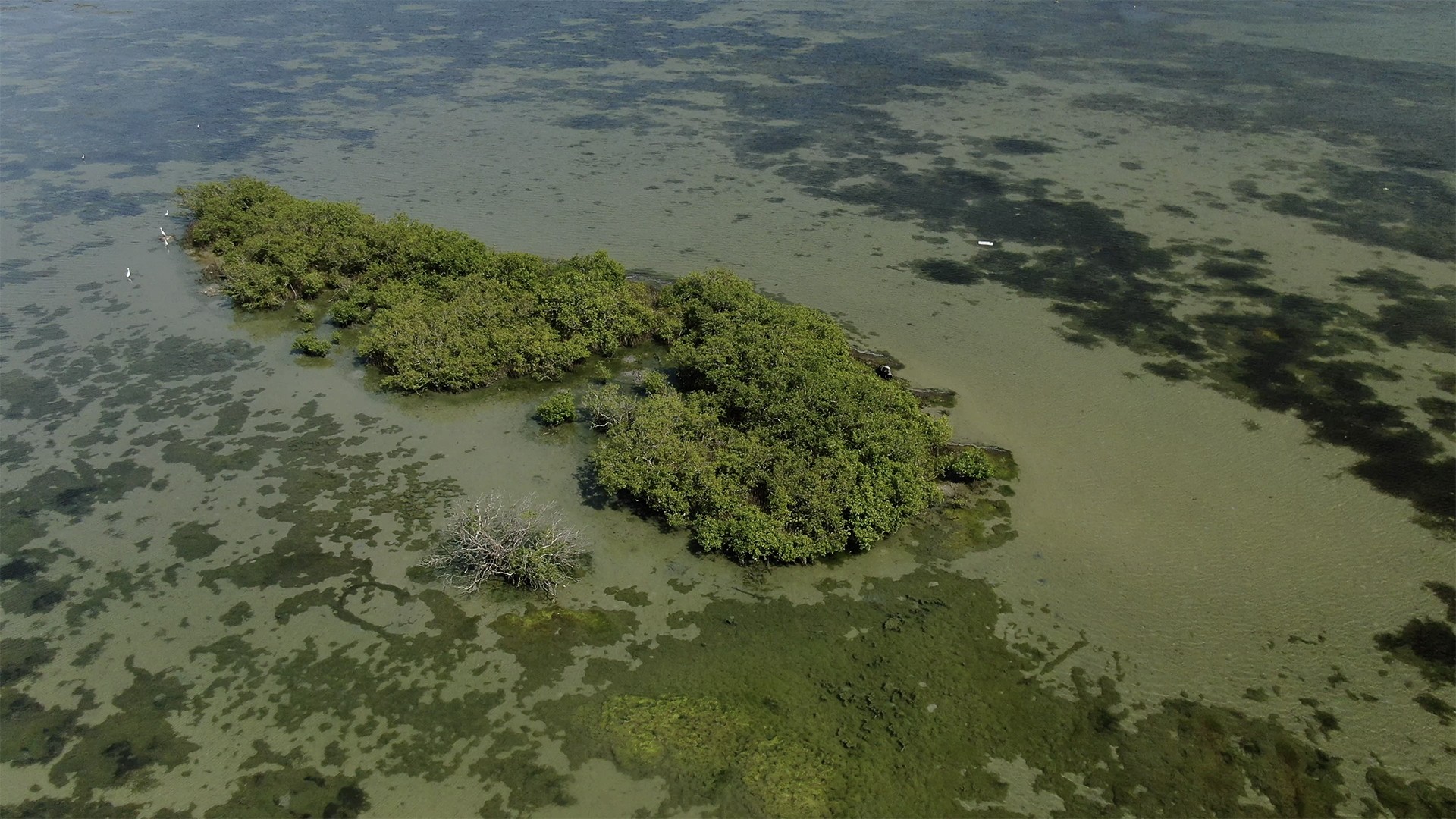 Screen shot            at          pm copy - Reminiscing Wetlands | Nature inFocus
