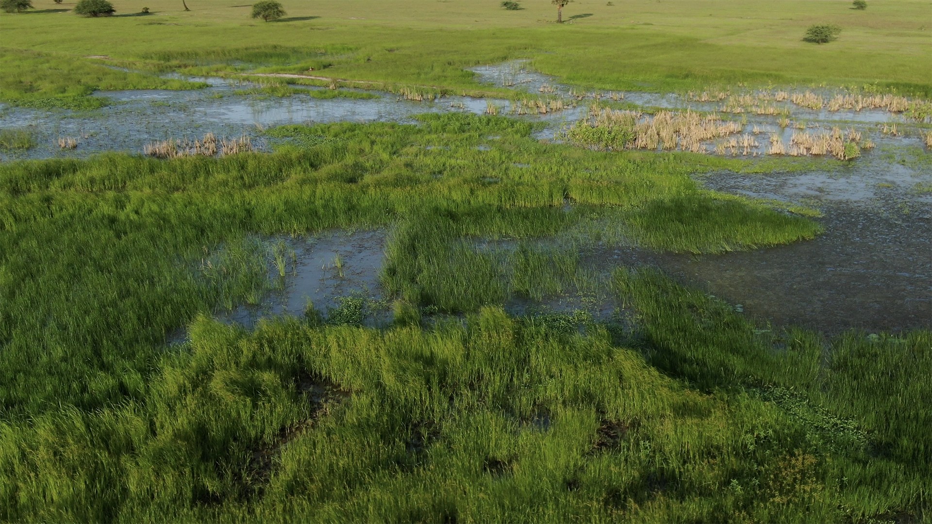 Screen shot            at          pm copy - Reminiscing Wetlands | Nature inFocus
