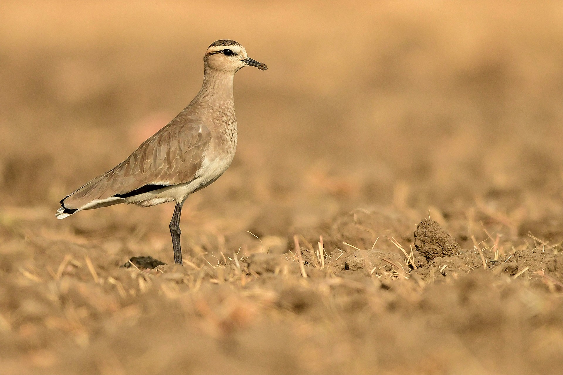 Screenshot at am copy - In Danger | Nature inFocus